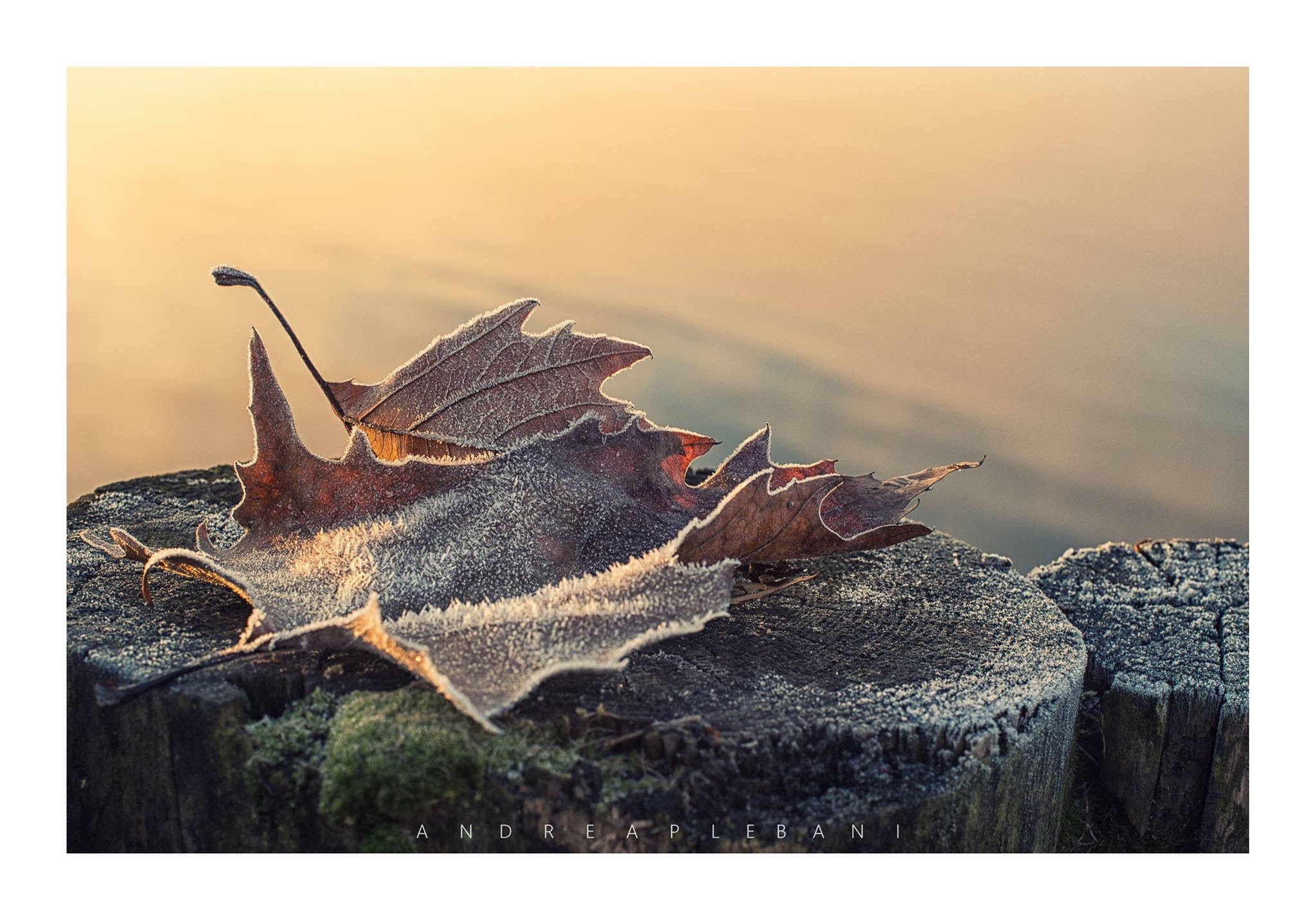 ventidicembreduemilasedici