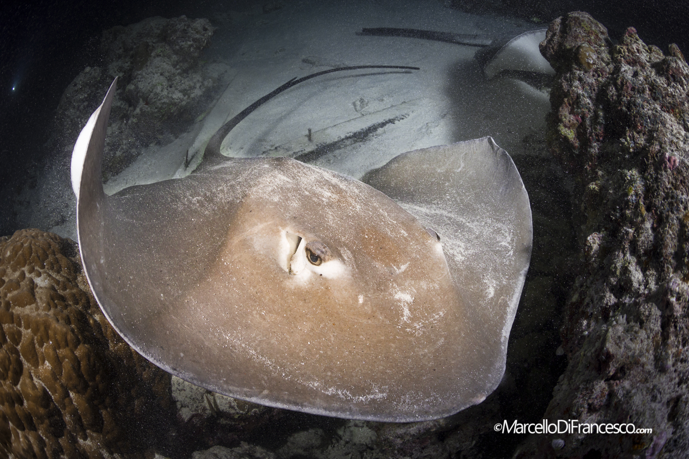 Alimatha night jetty