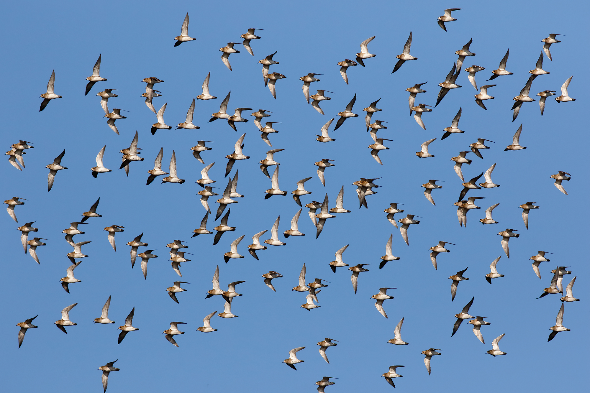 Pivieri dorati in manovra