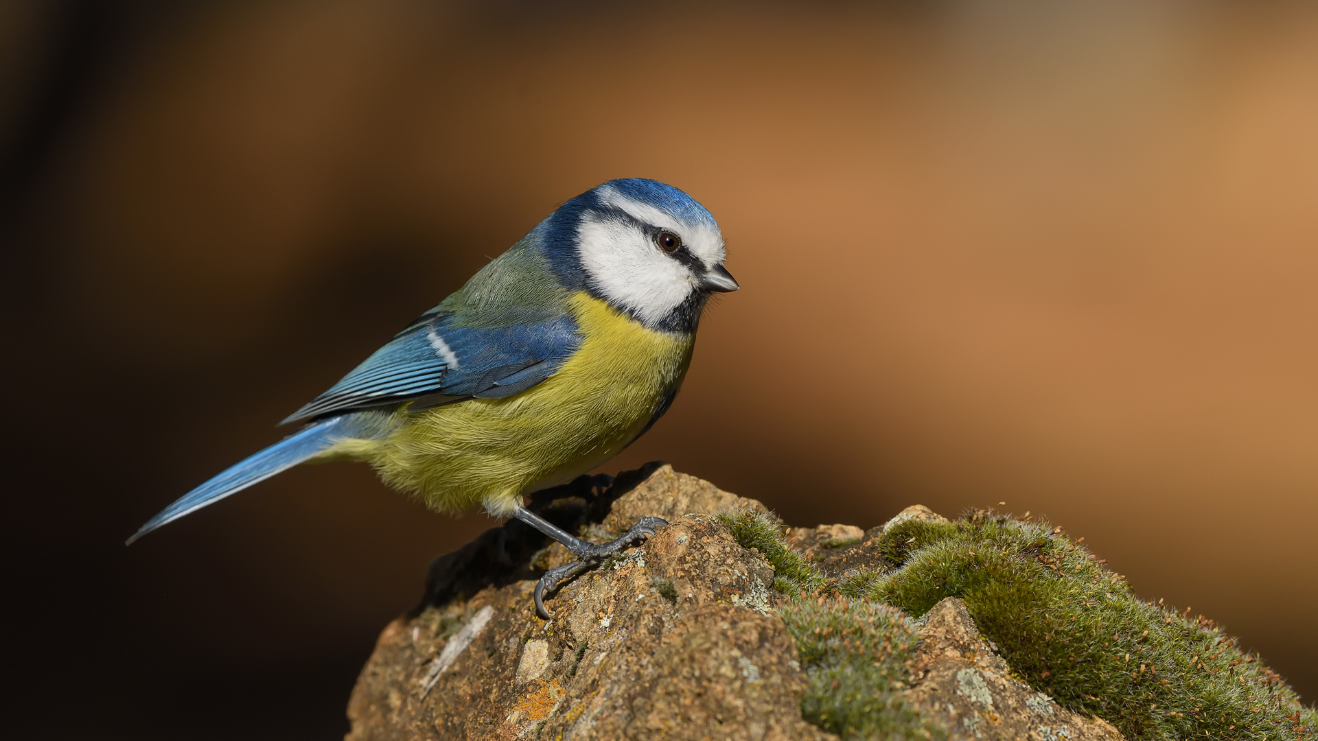 Eurasian Blue Tit / Cyanistes caeruleus