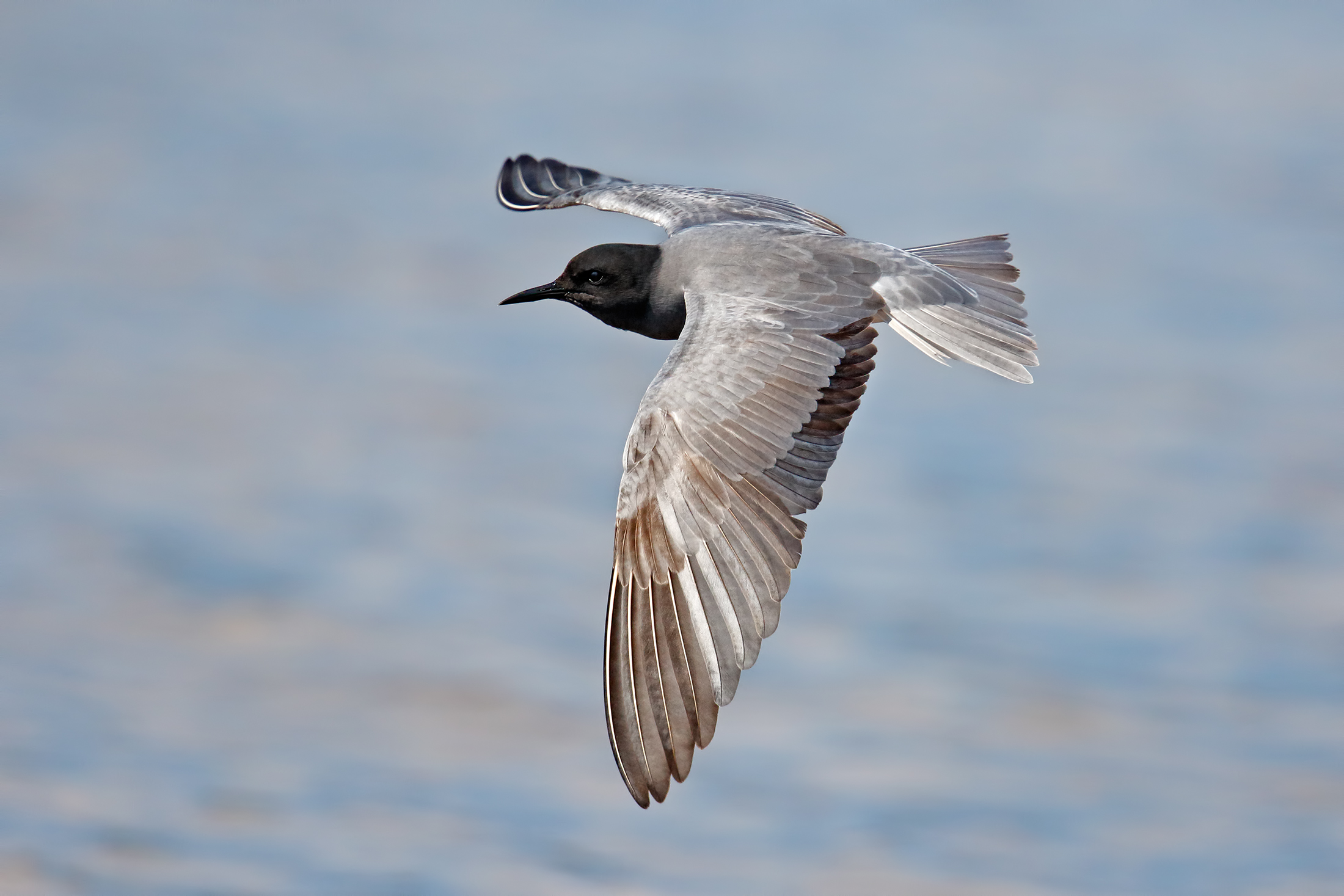 common Tern