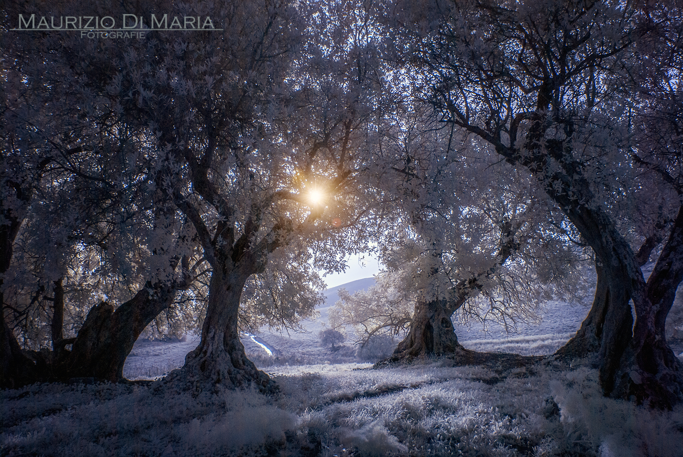 Il giardino magico...