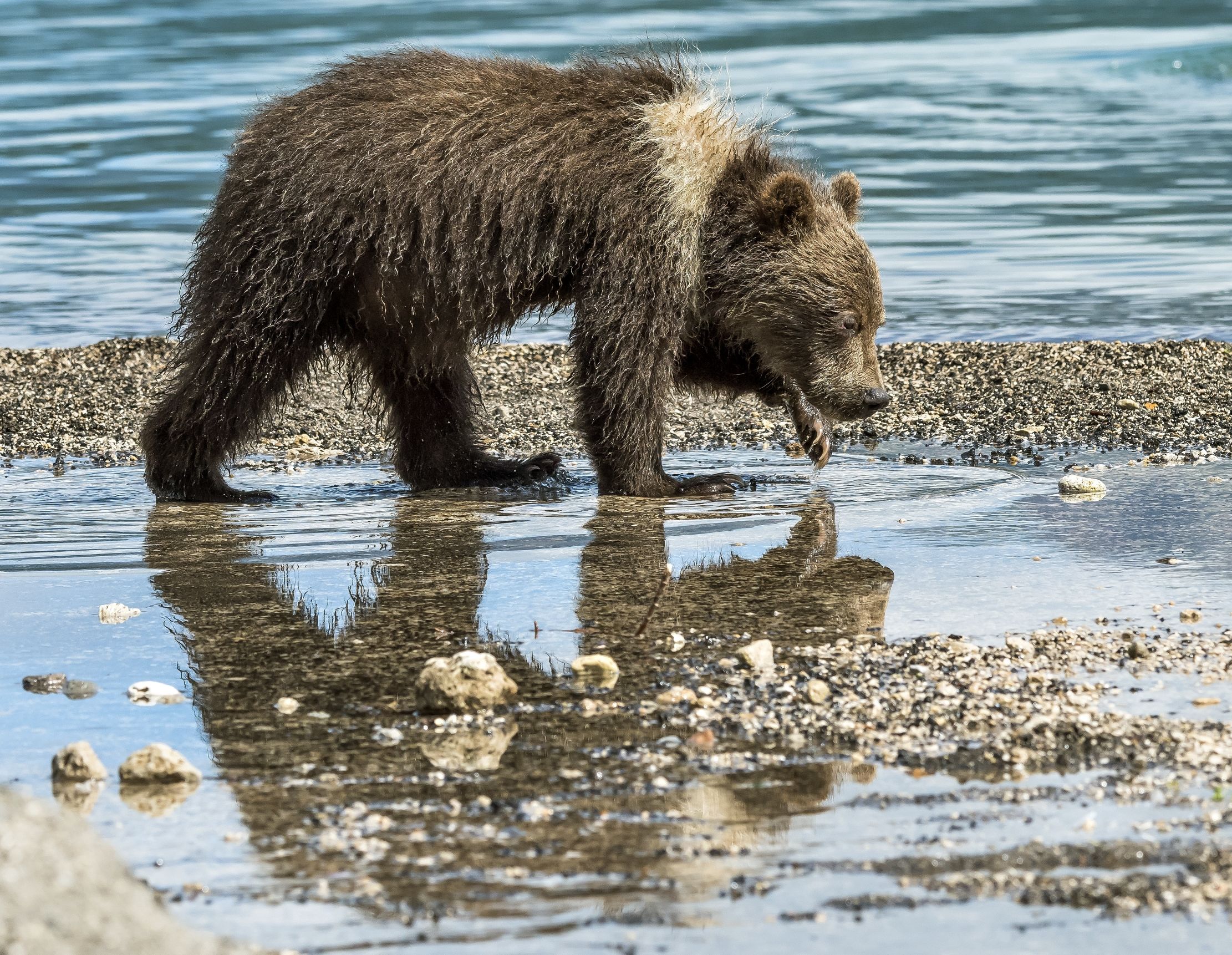 Kamchatka 2016 - Cub