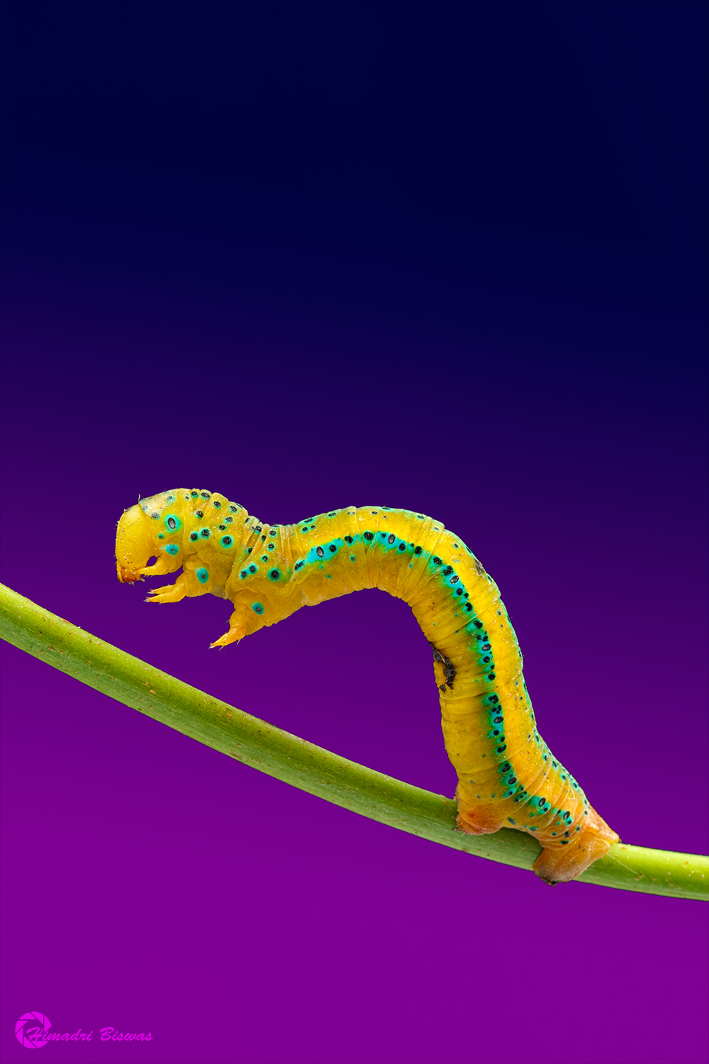Caterpillar