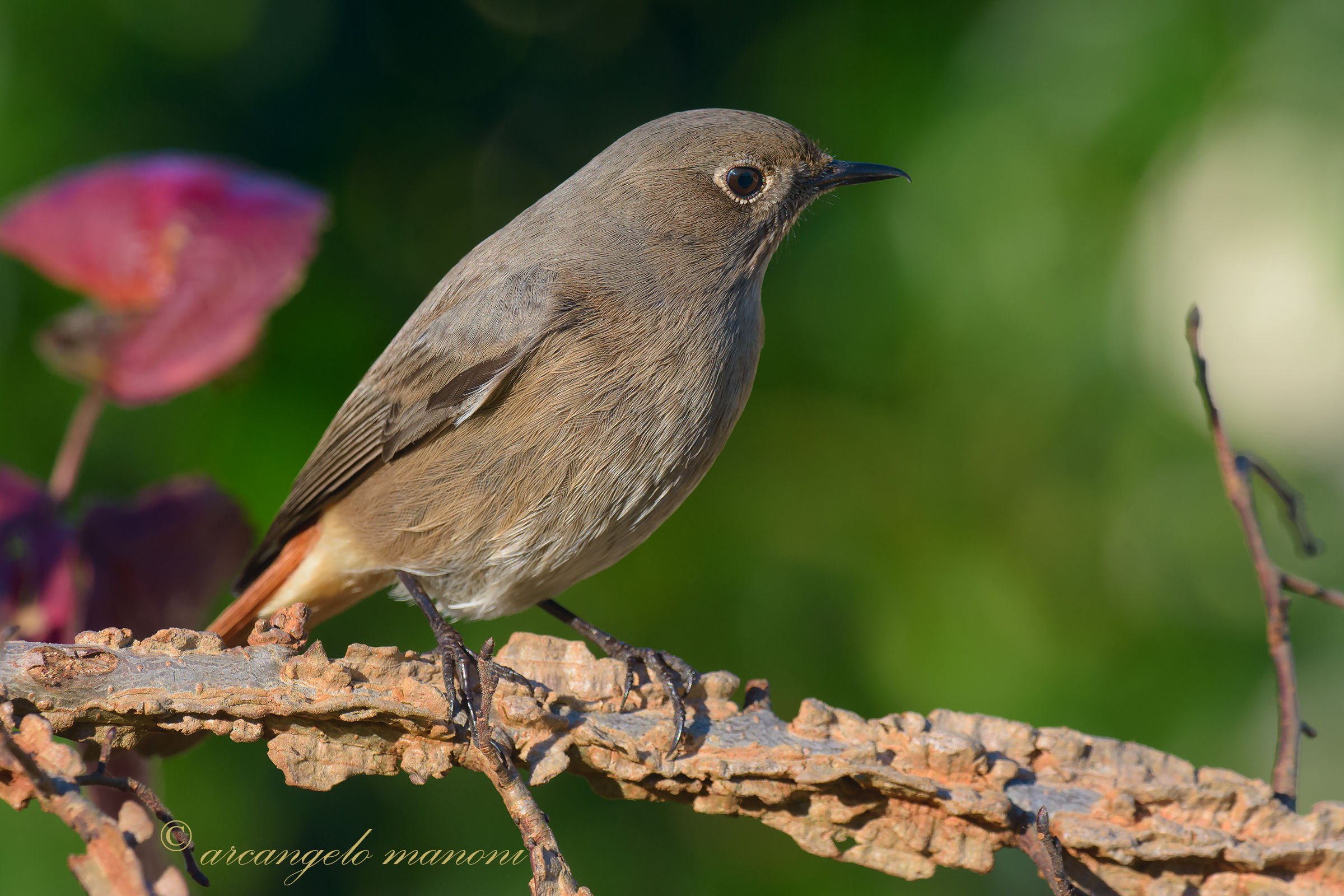 Rieccolo il mio amico cody