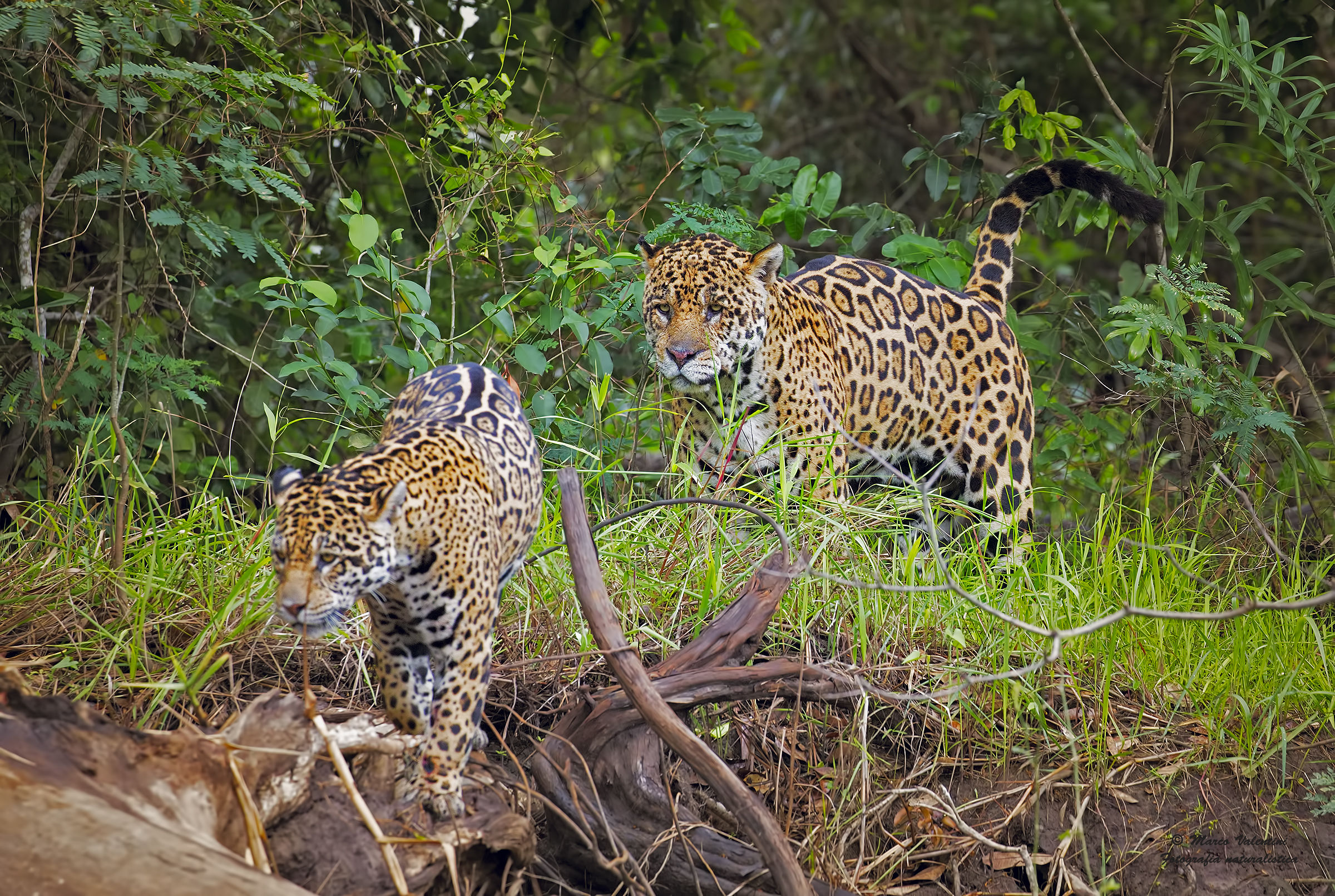 The beautiful leaves