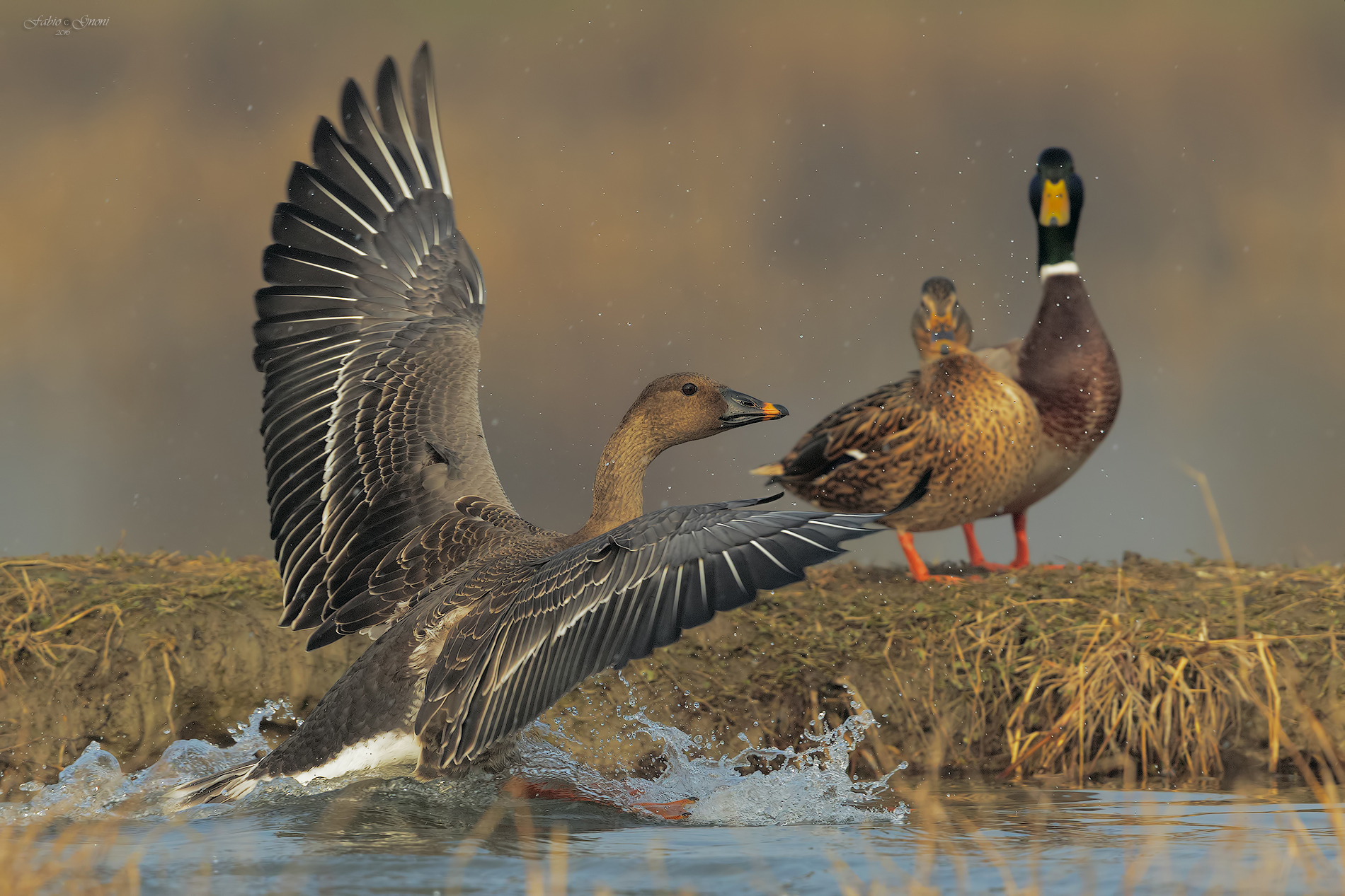 The show of Granaiola