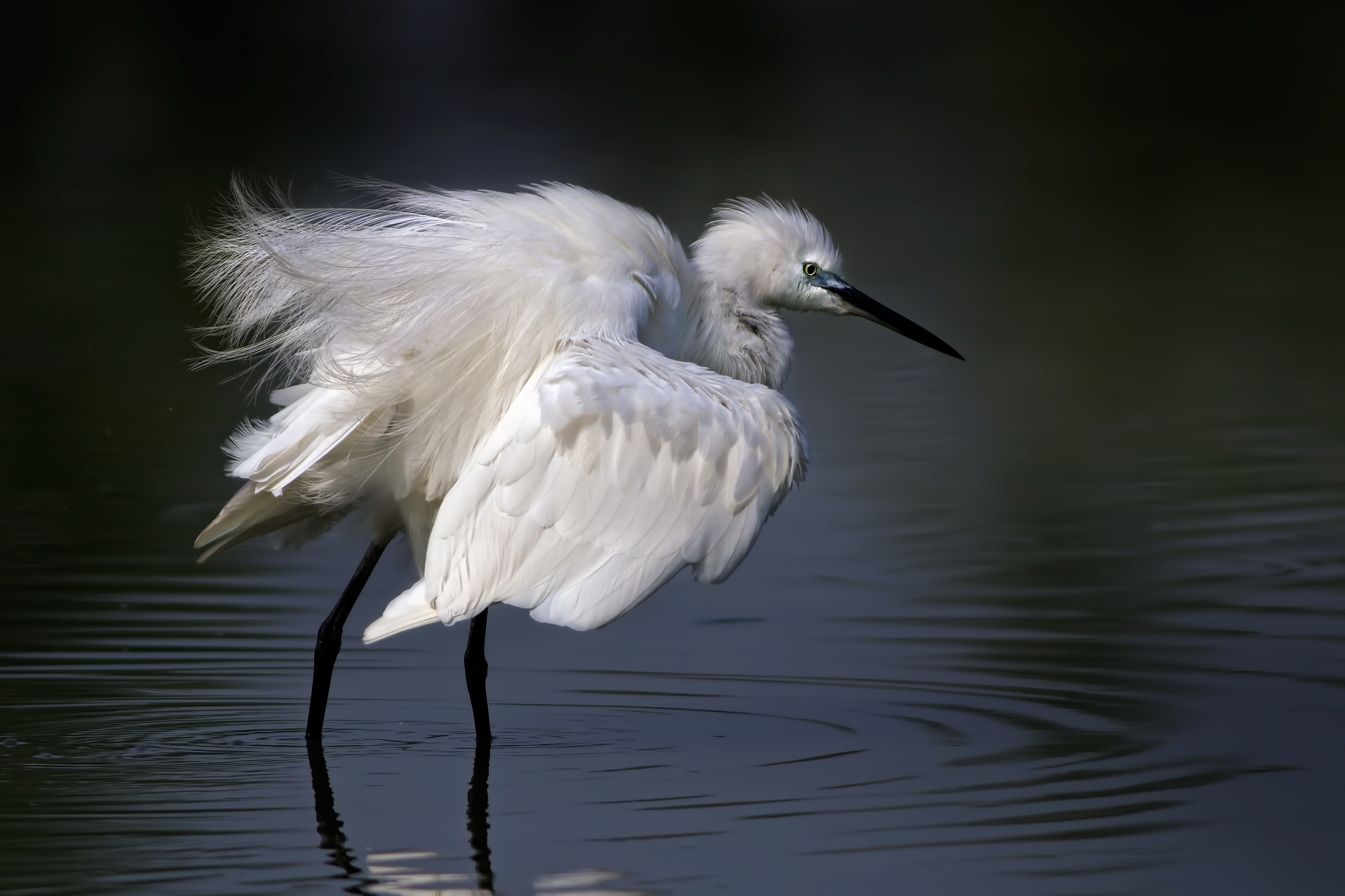 Little Egret (Egretta garzetta)
