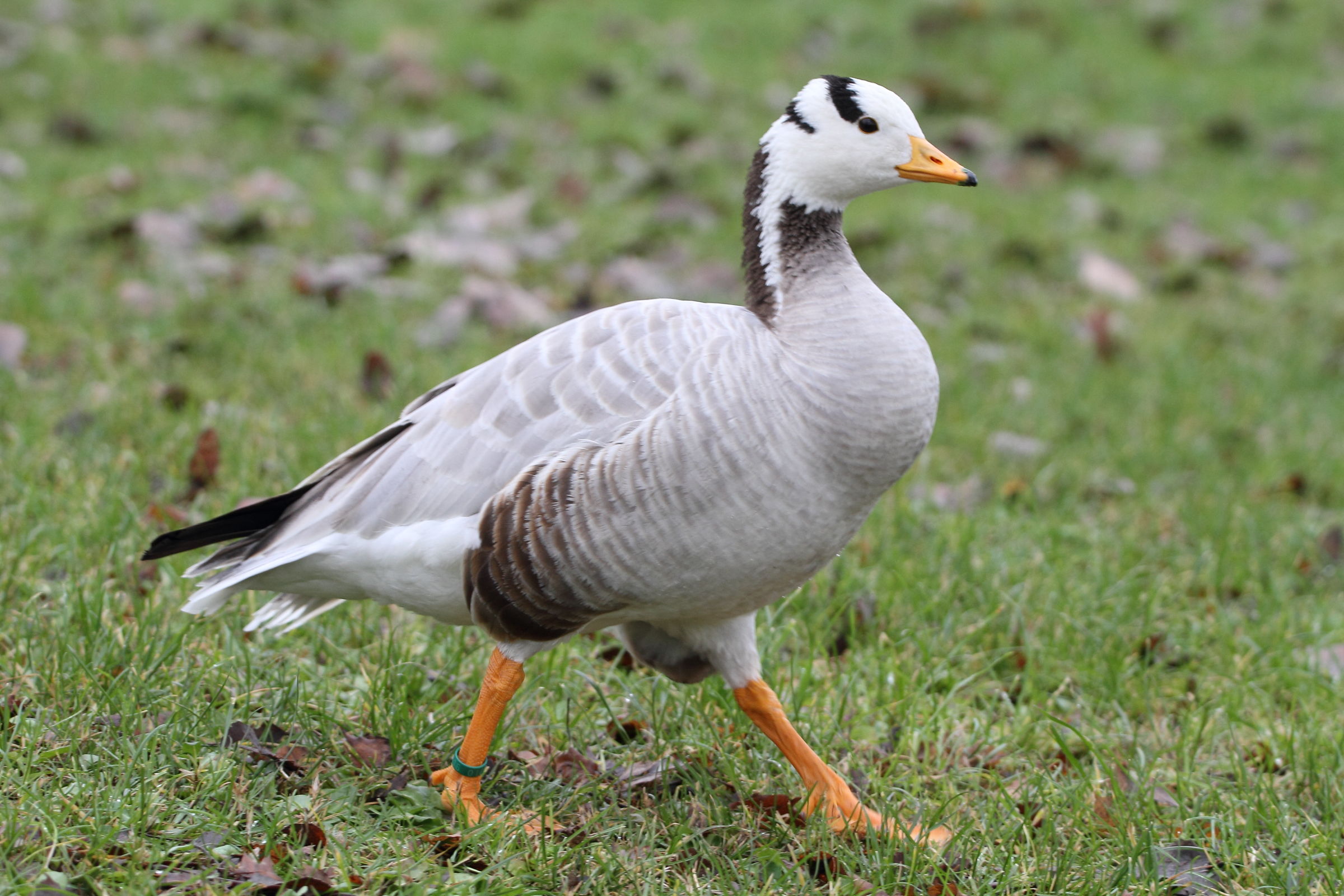 Indian goose