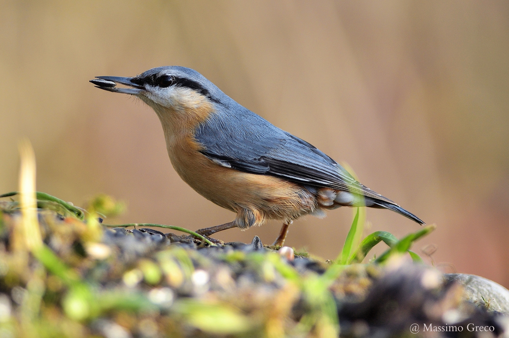 Picchio muratore (Sitta europaea)