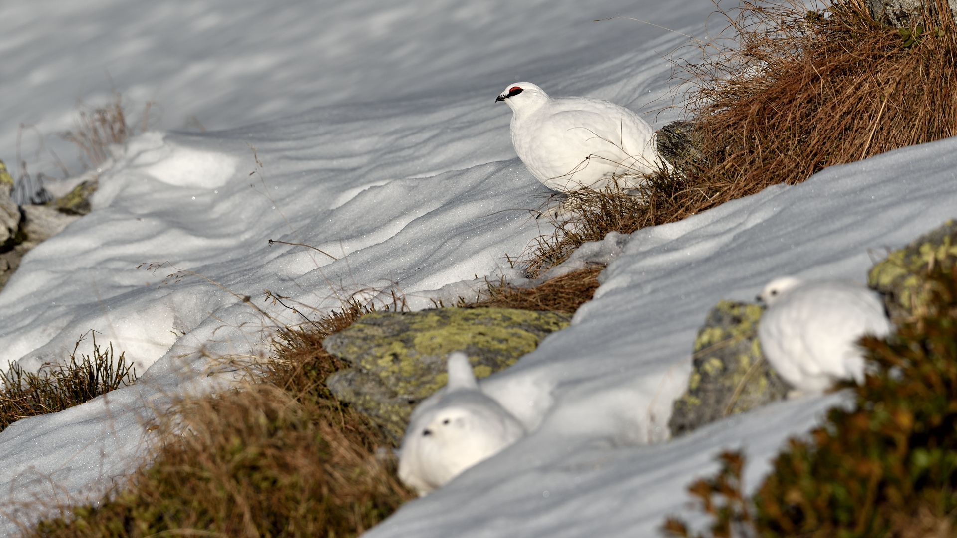 ptarmigan