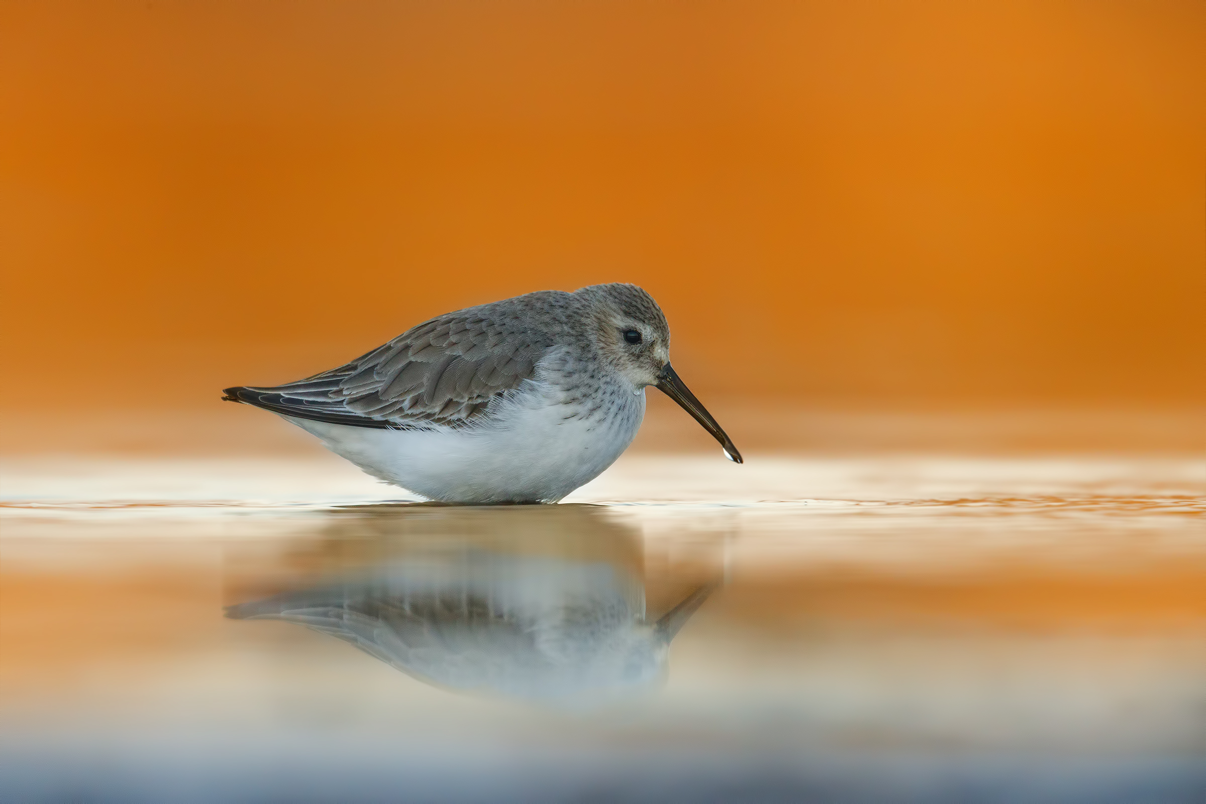 Dunlin