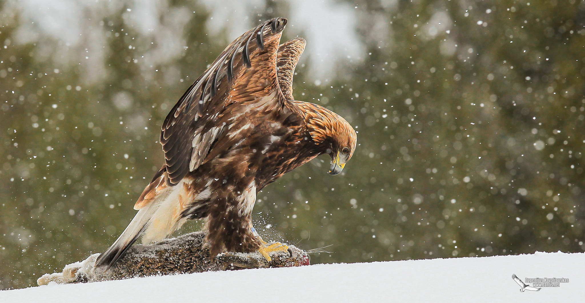 Golden Eagle  (Aquila chrysaetos)