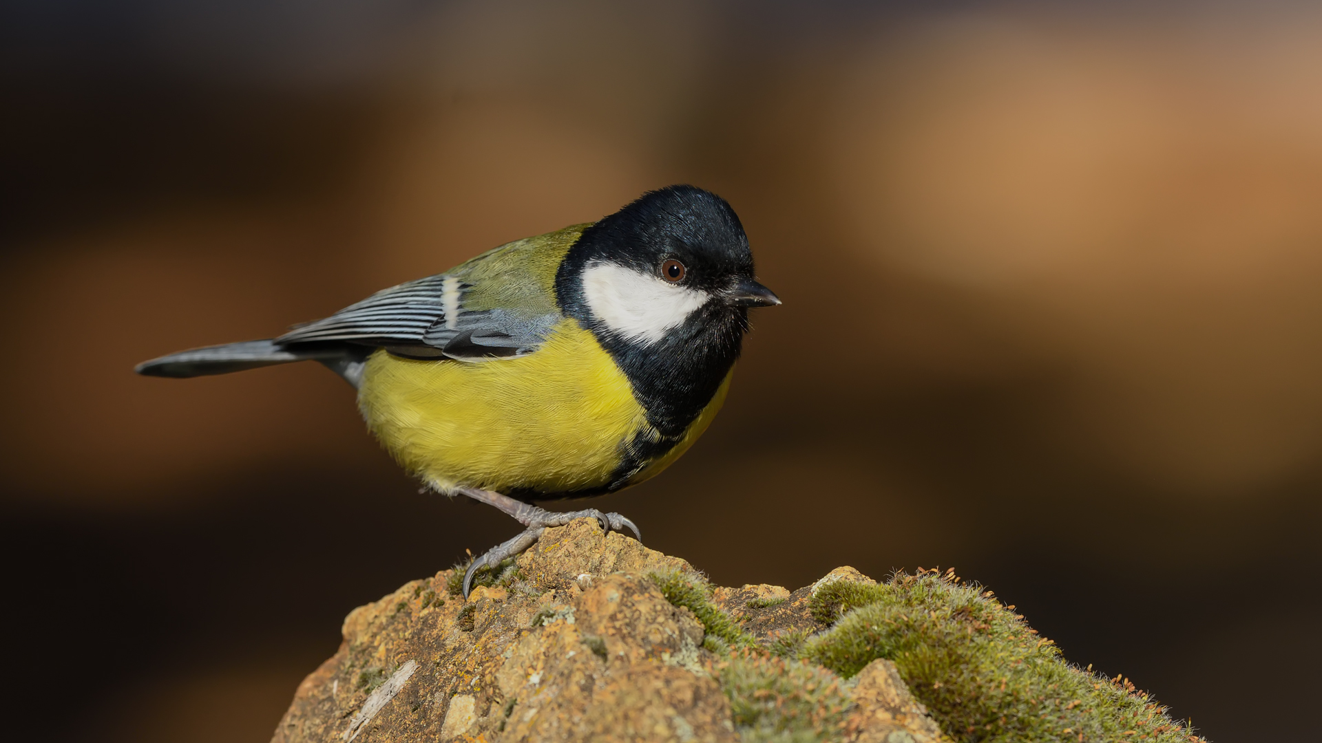 Parus major » Great tit