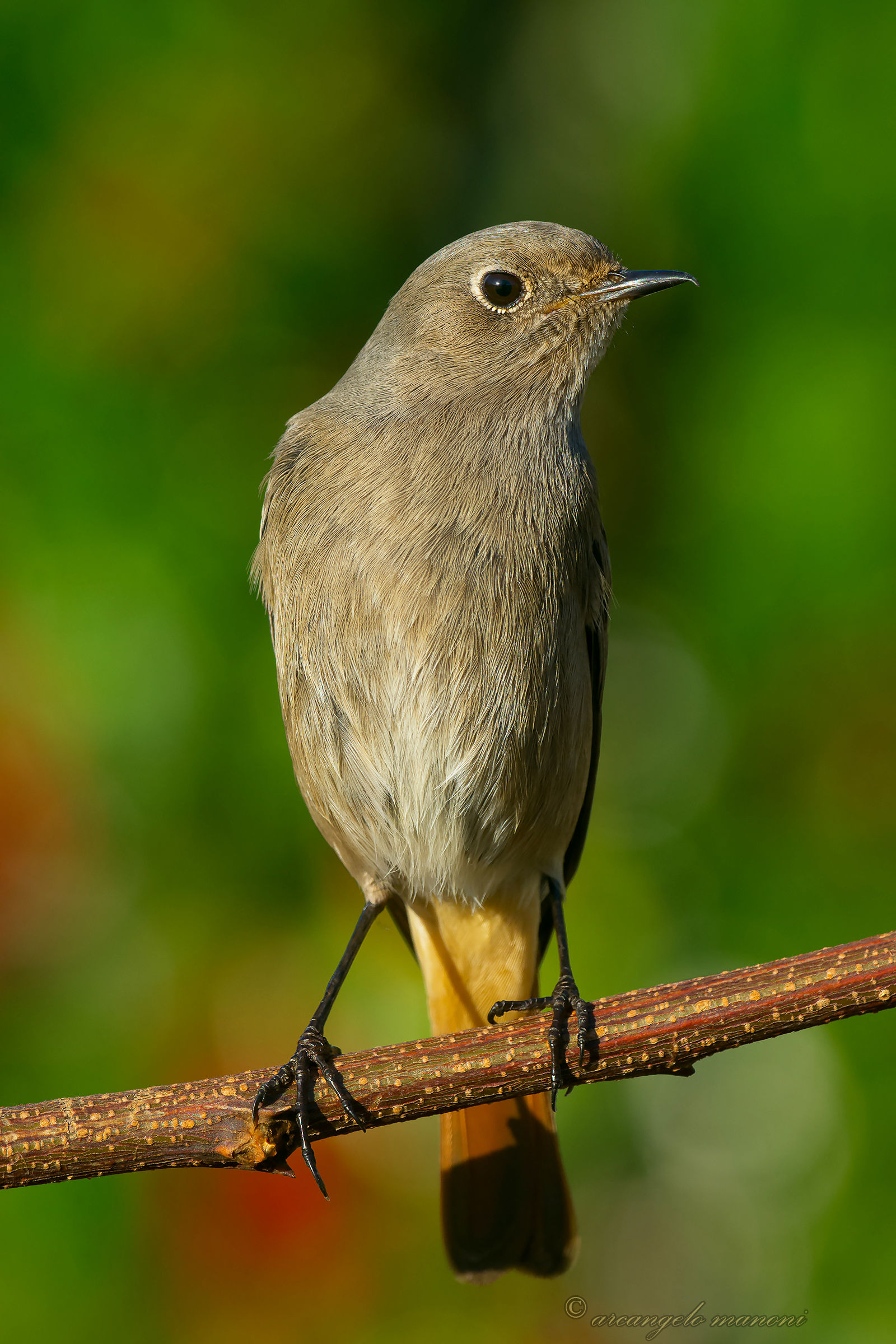 The conviction of feeling chimney sweep