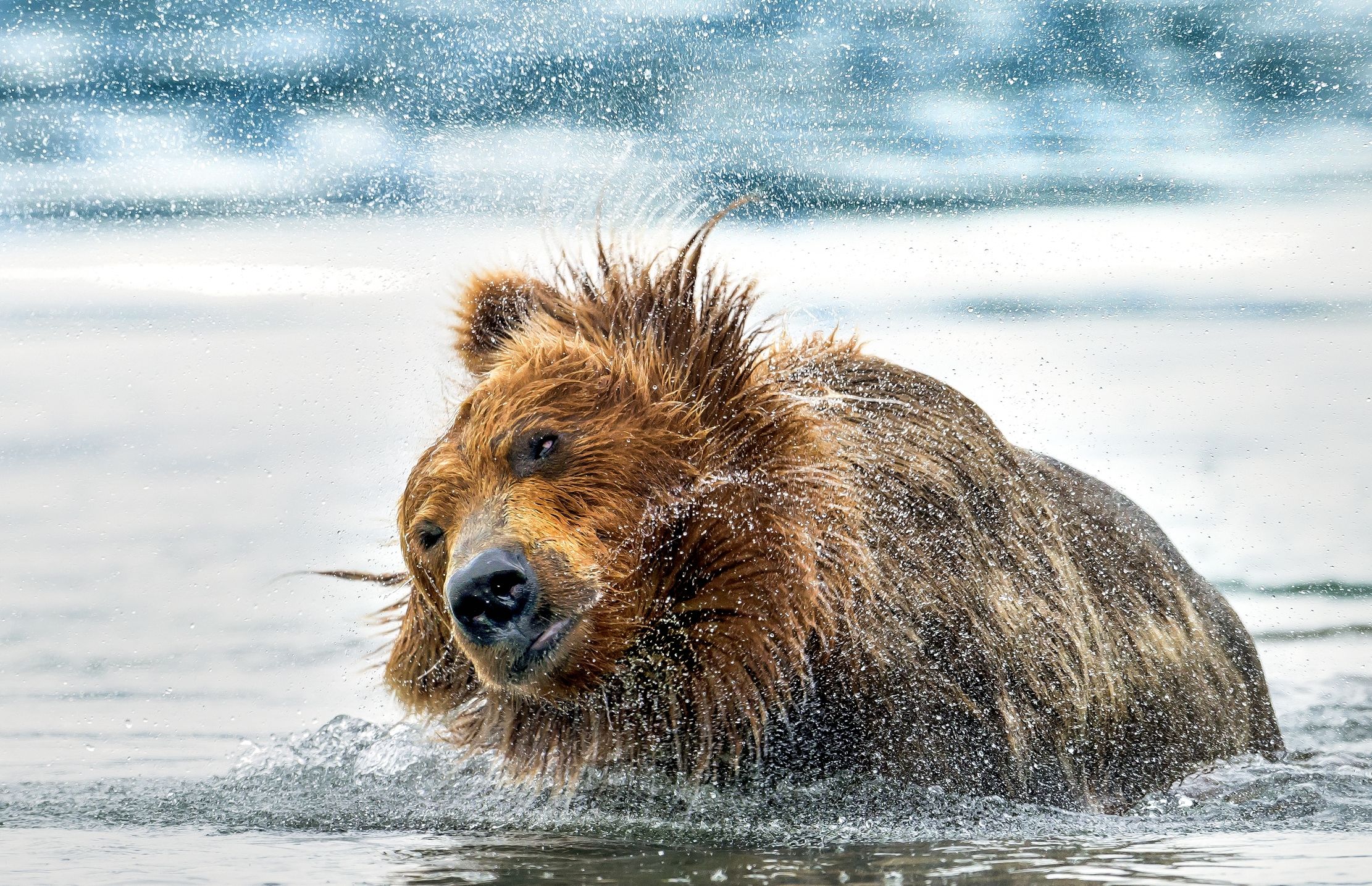 Kamchatka 2016 - Shaking