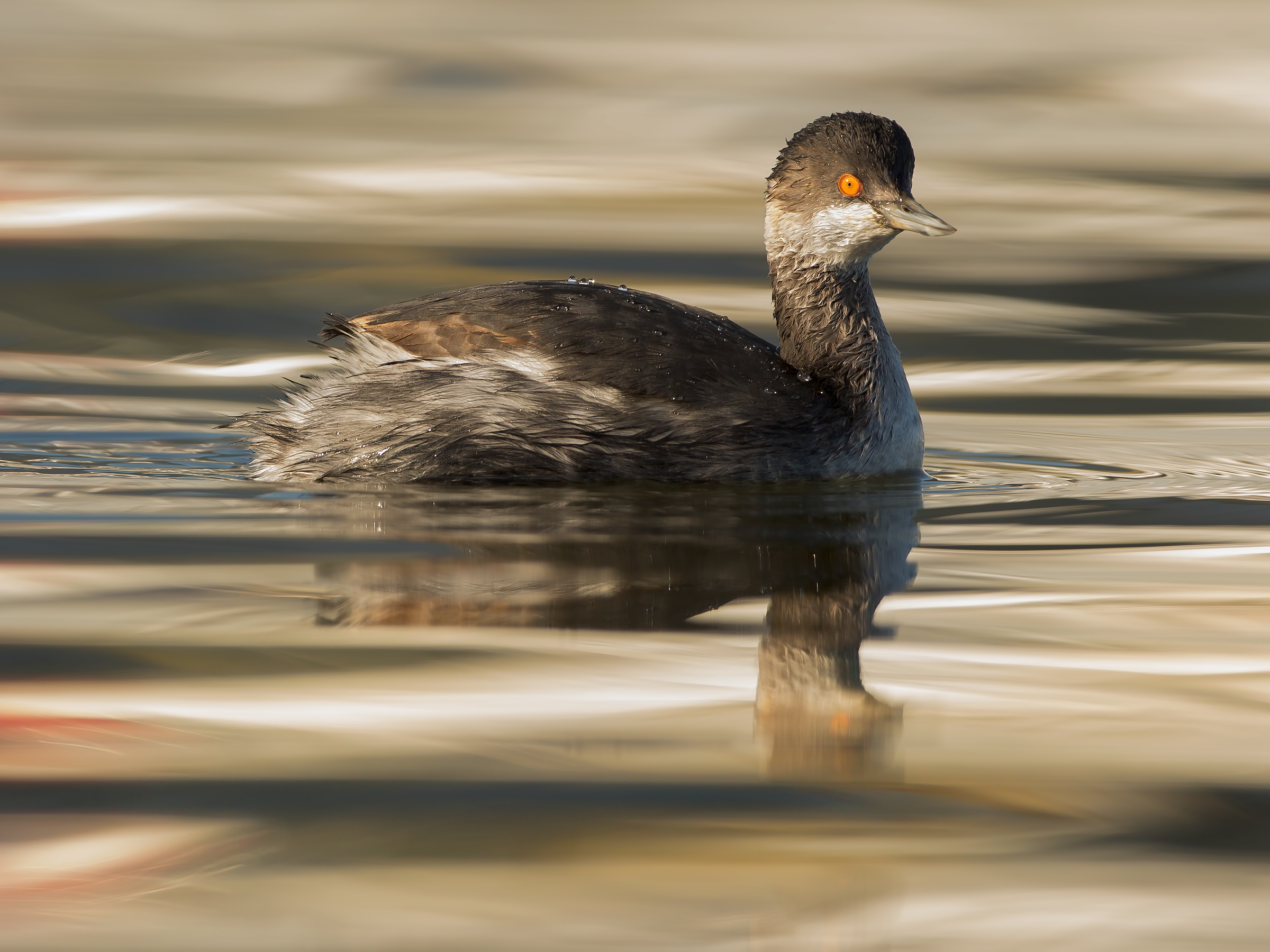 necked grebe