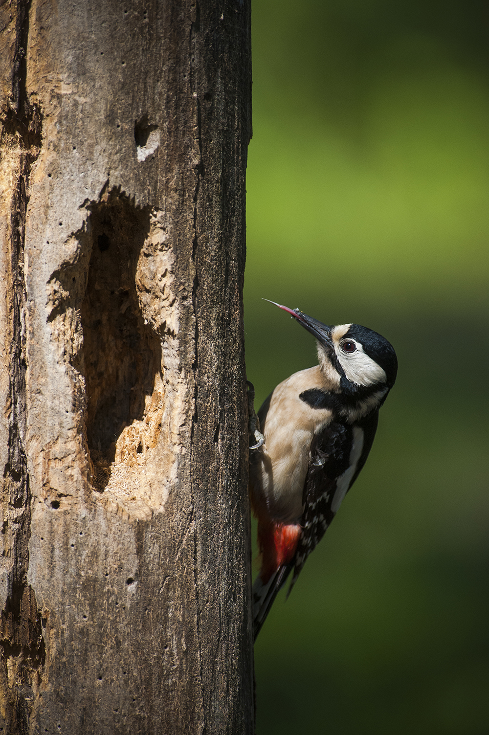 Picchio rosso maggiore