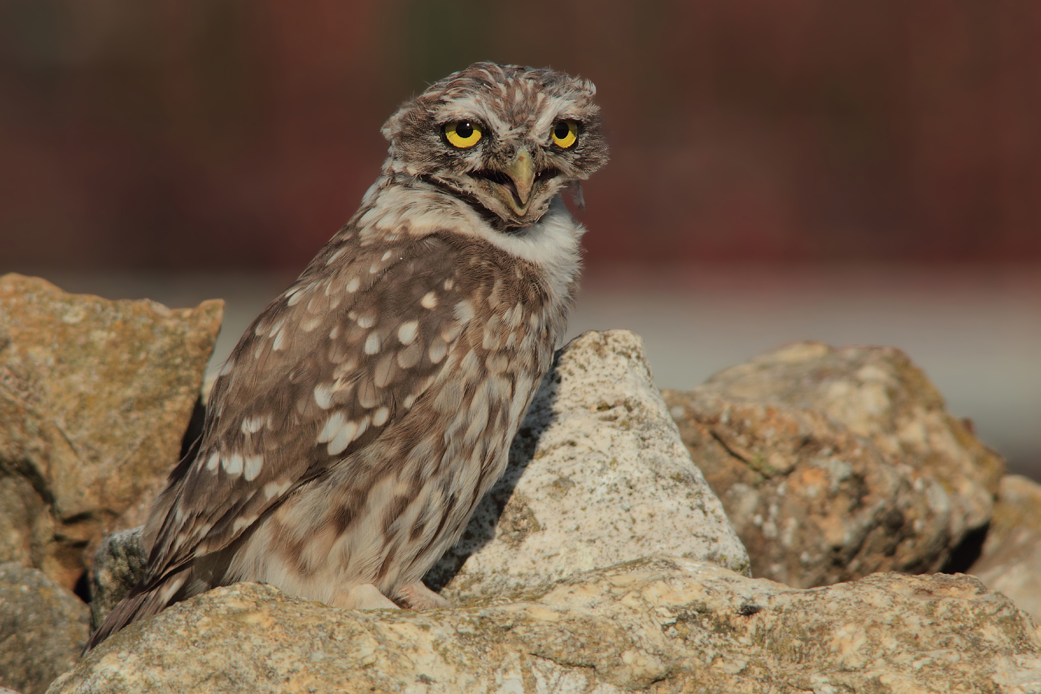 Merry Christmas from my friend owl