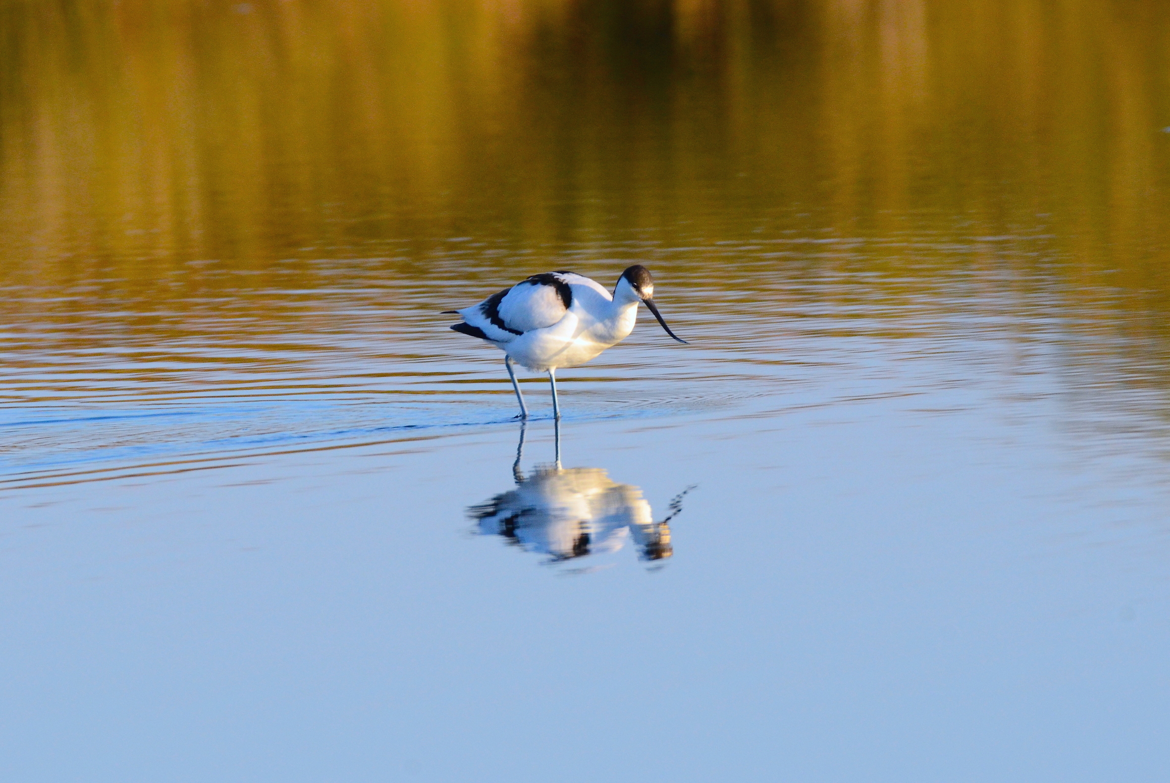 Avocetta ..