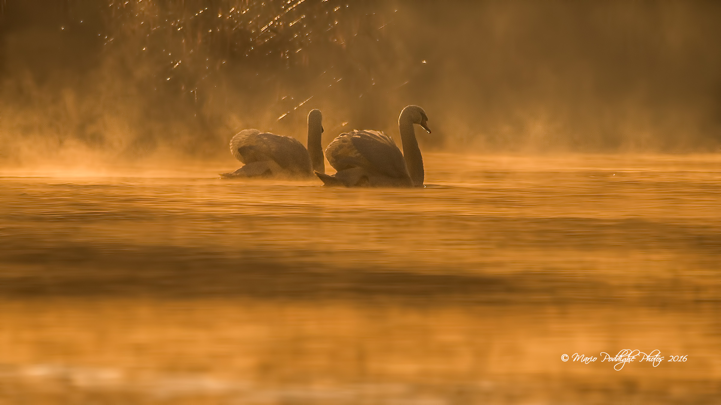 splashes of light in the fog