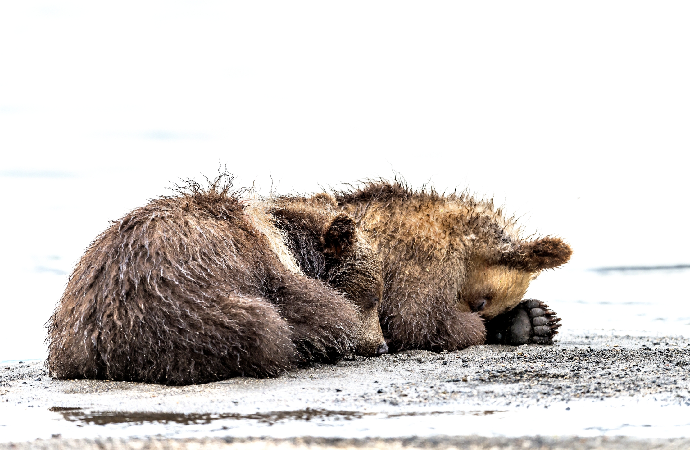 Kamchatka 2016 - ...buona notte...