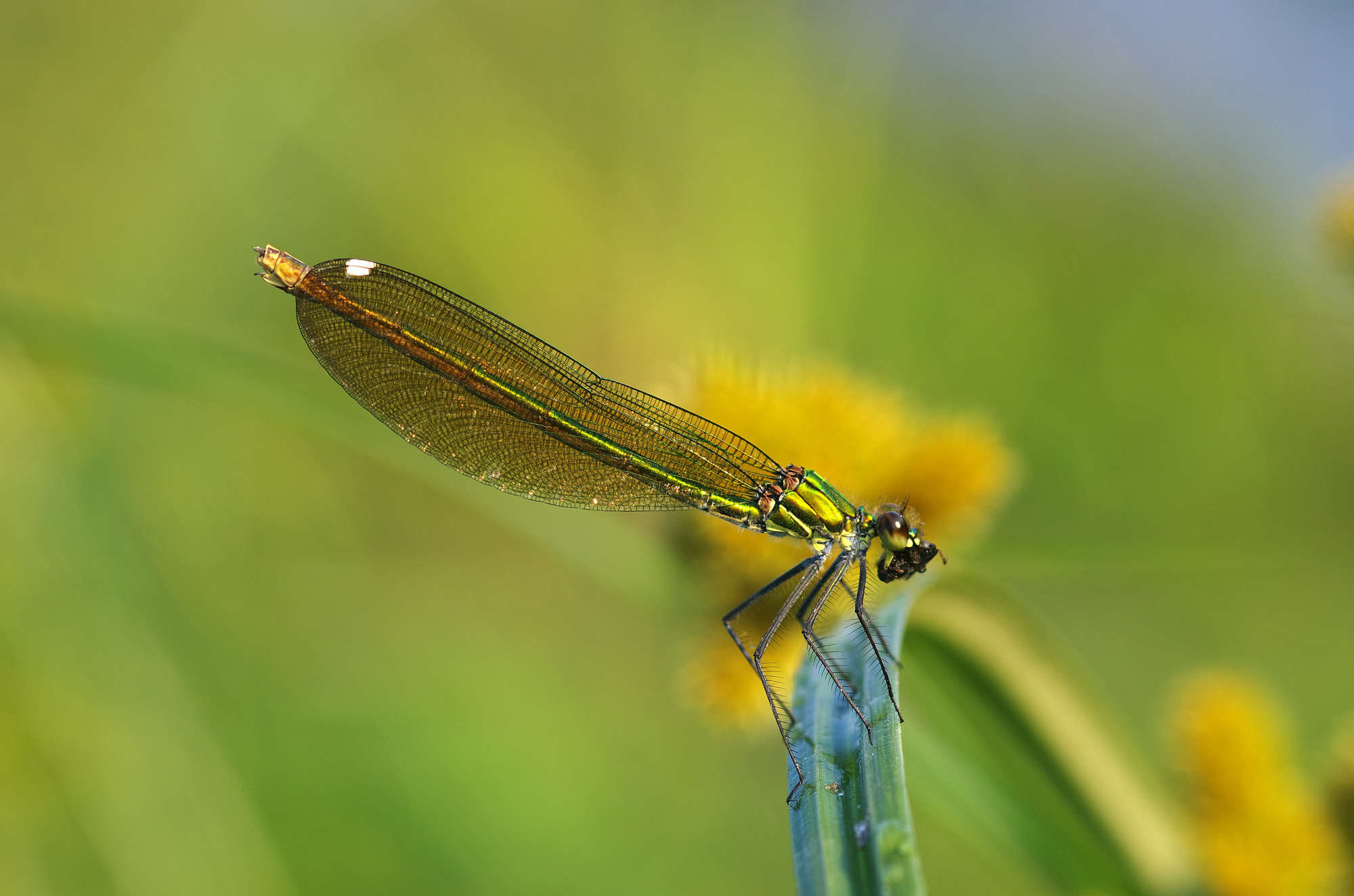 Calopteryx splendens con preda