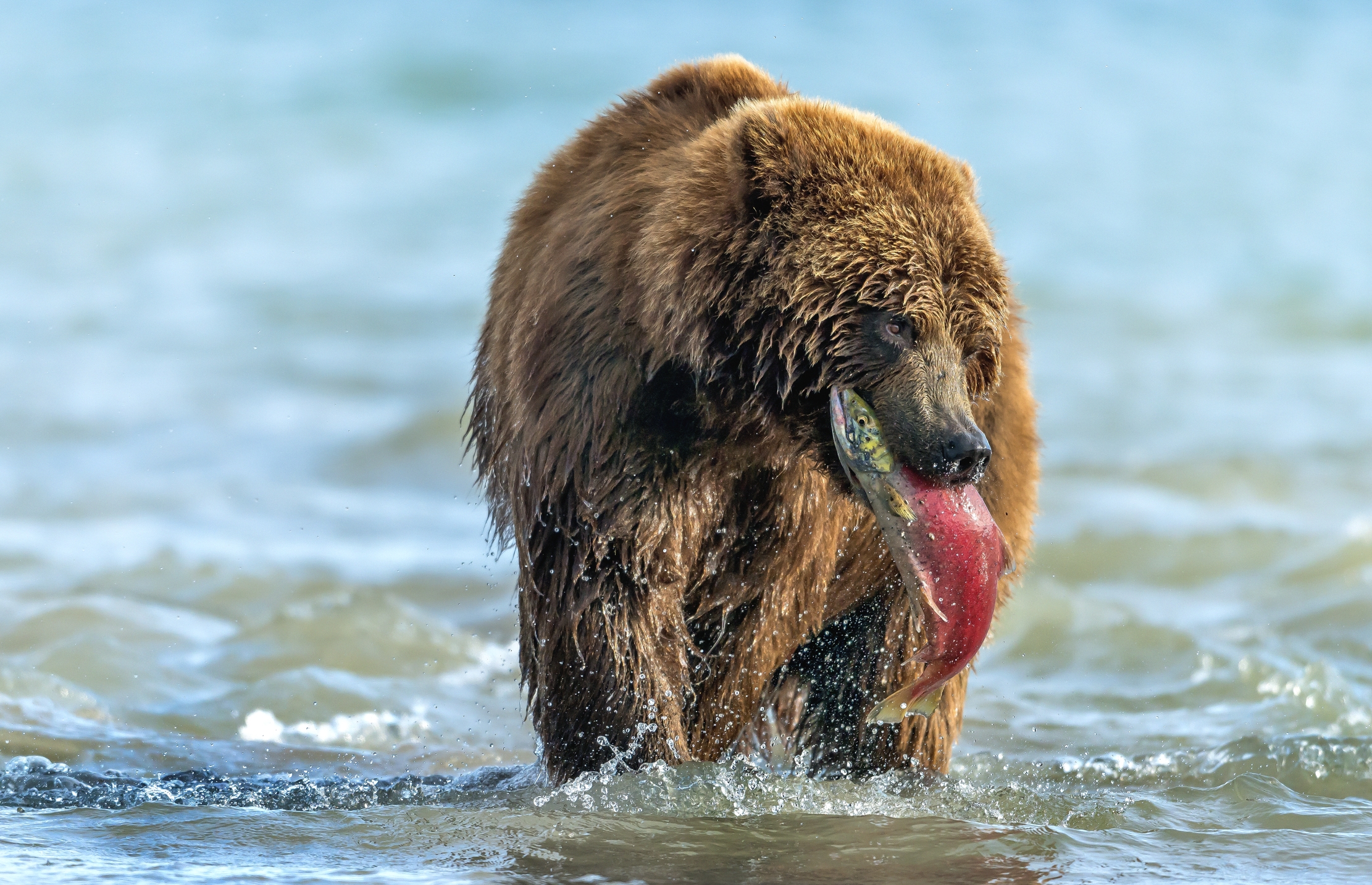 Kamchatka 2016 - Pesca