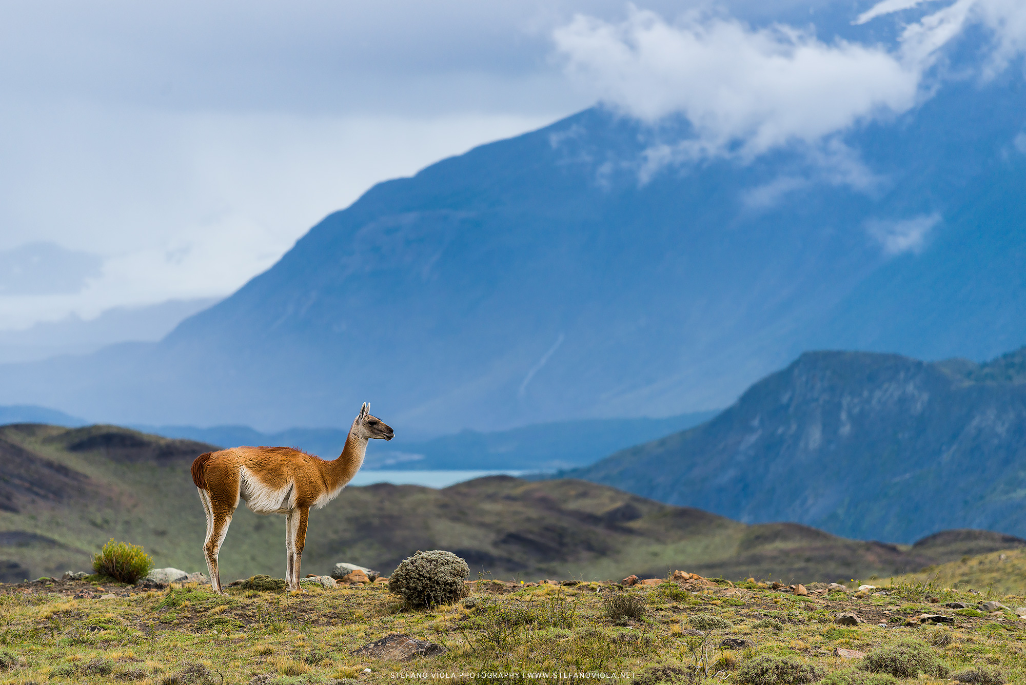 Guanaco in the wind