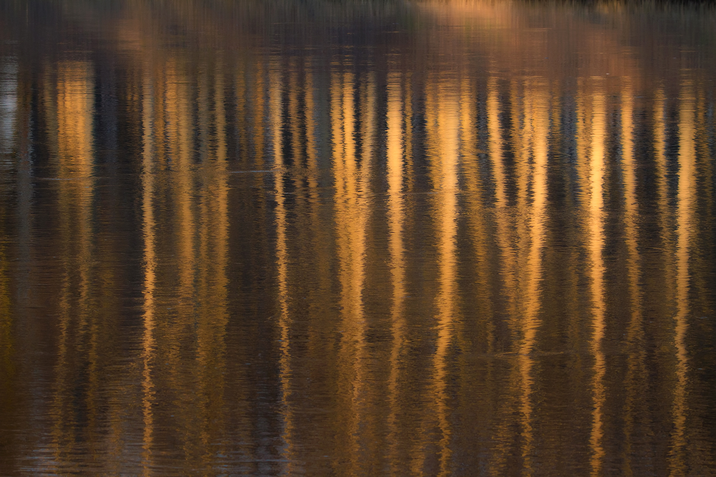 Reflections of trees in the river