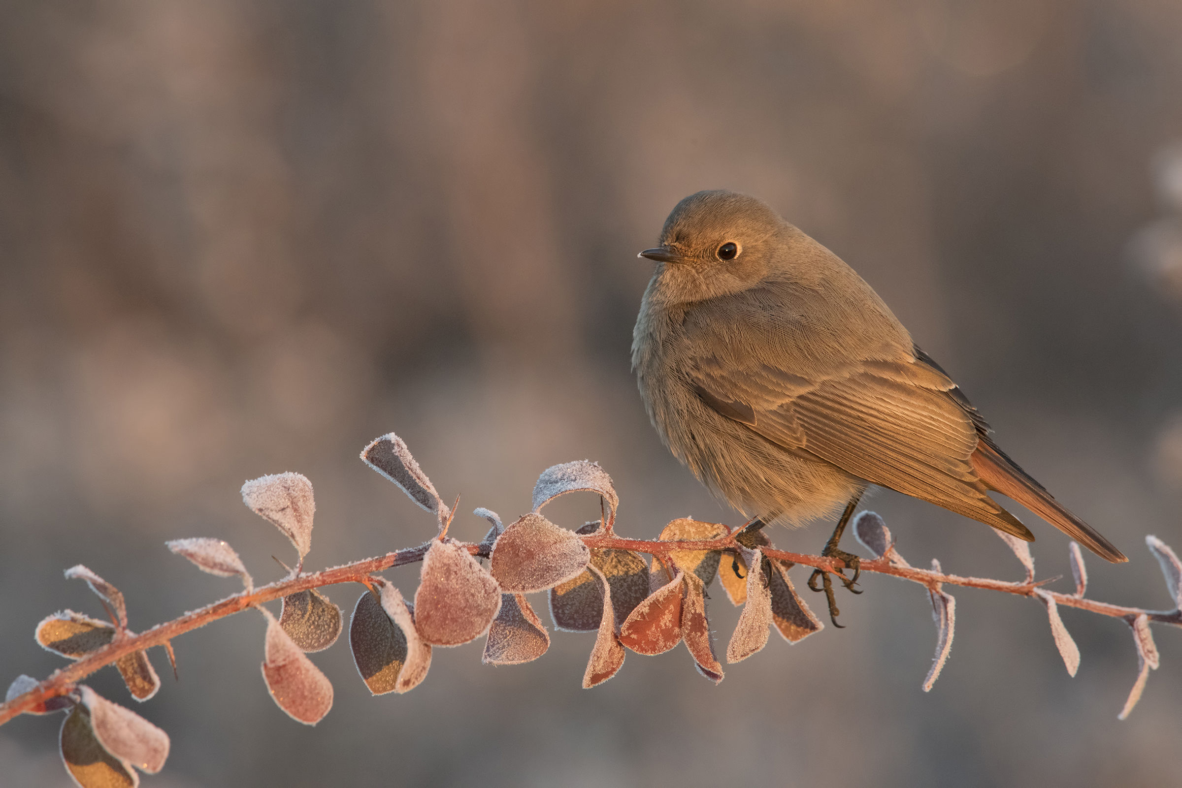 codirossa spazzacamina