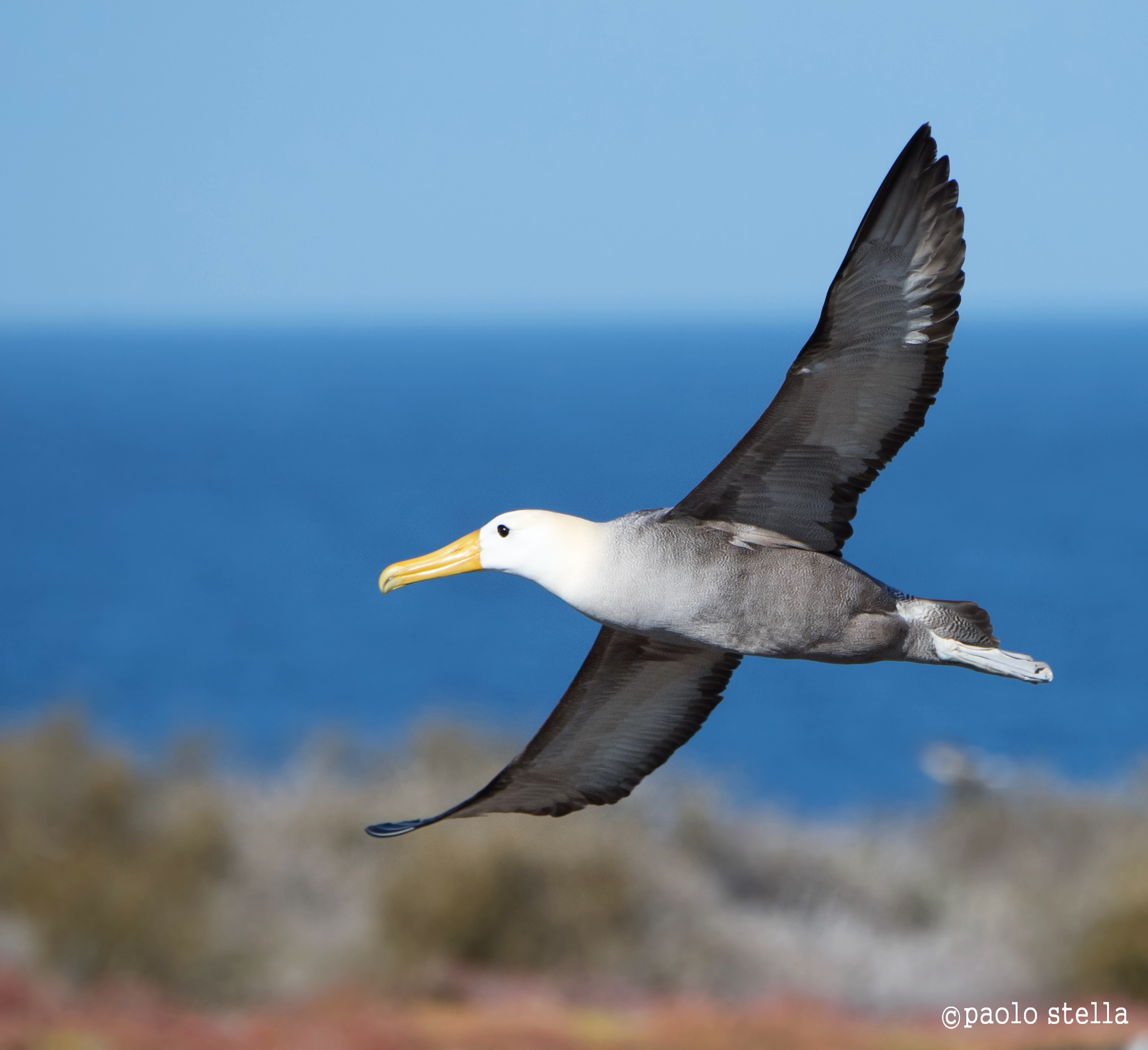 Albatross in volo -  Phoebastria irrorata