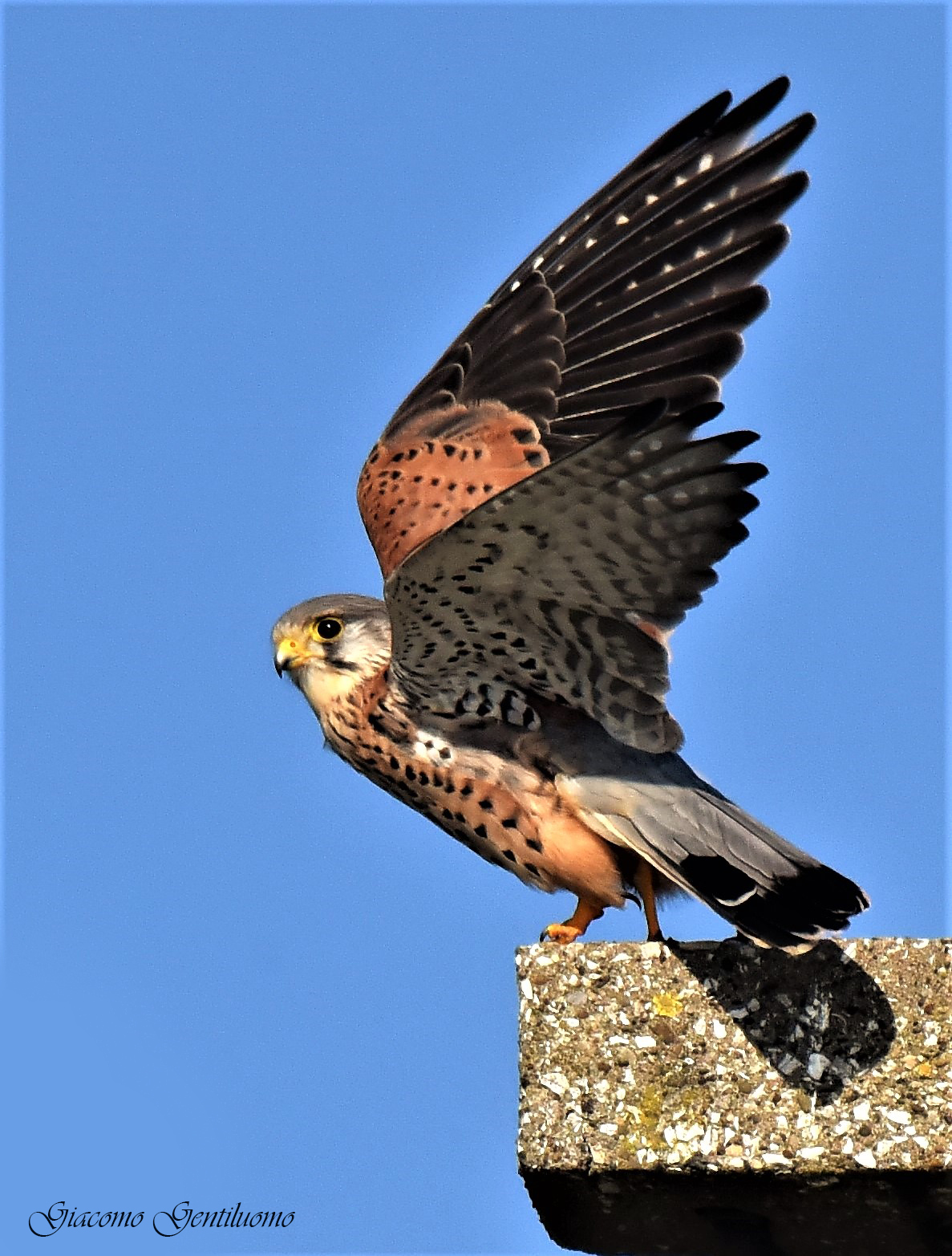 gheppio che spicca il volo