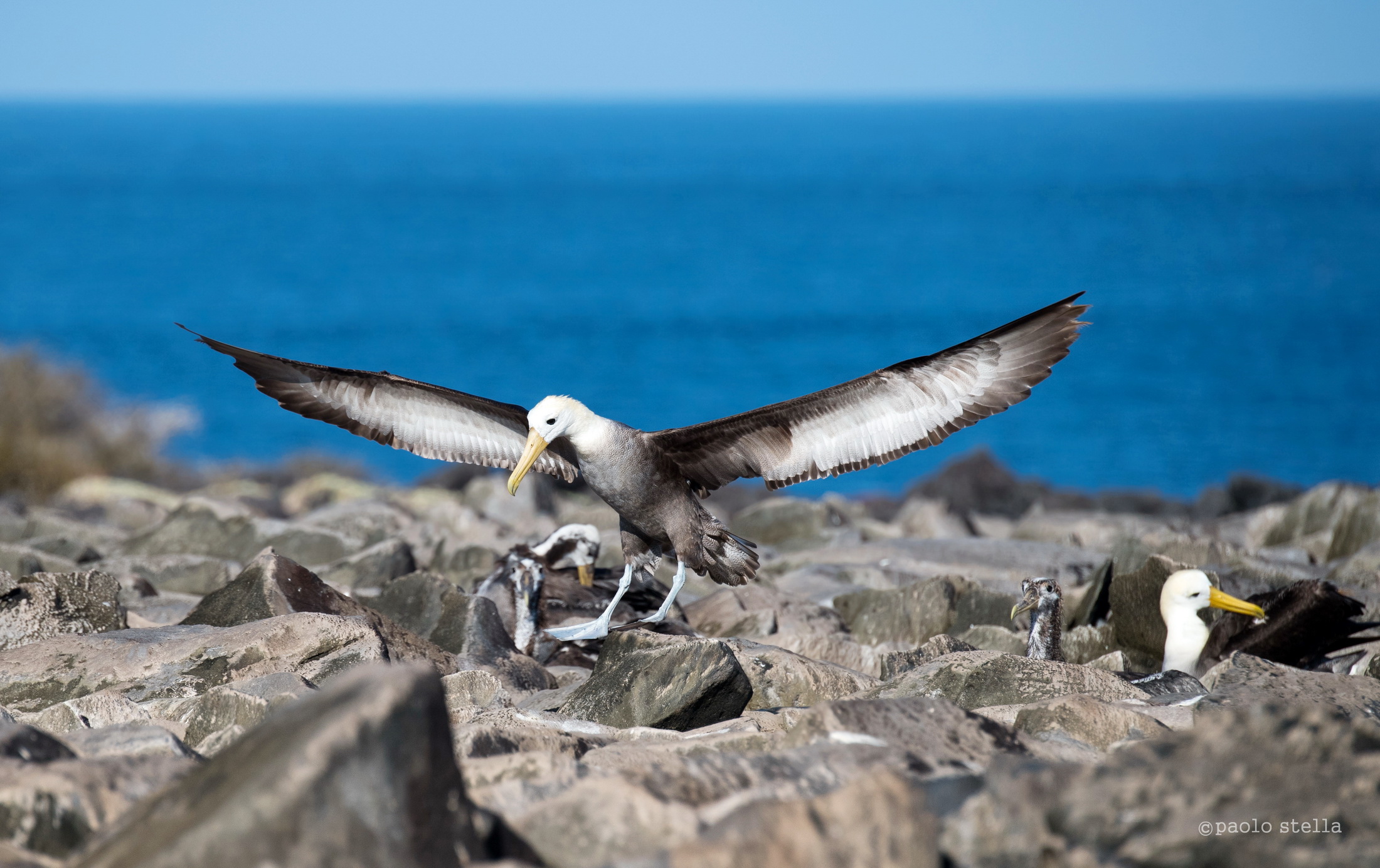 albatross-ali dispiegate