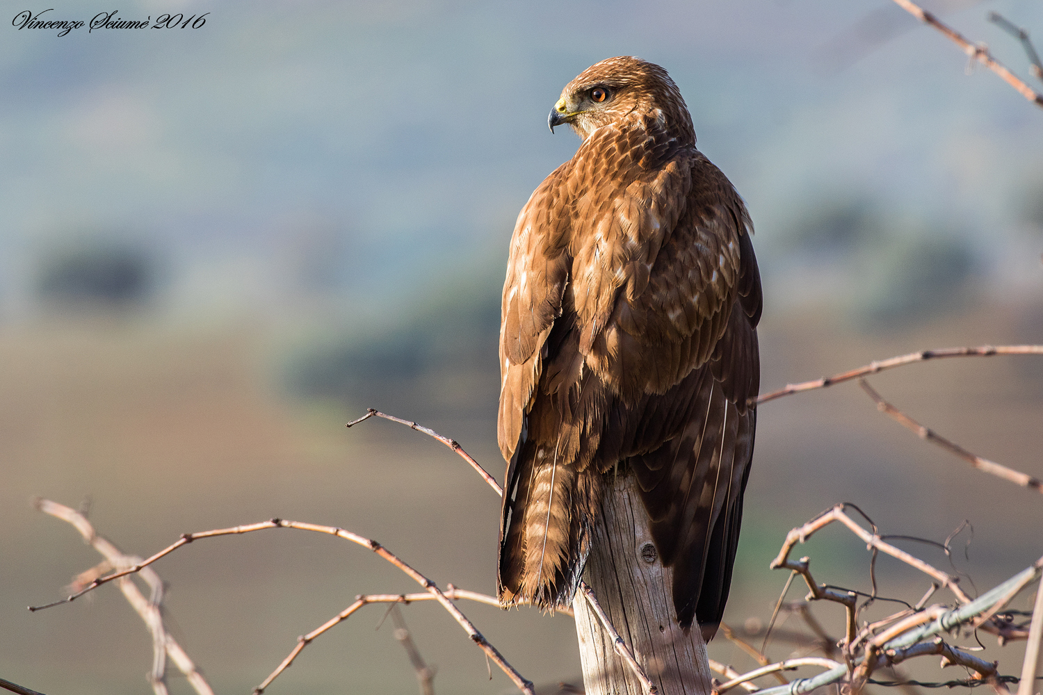 Buzzard (Buteo buteo)