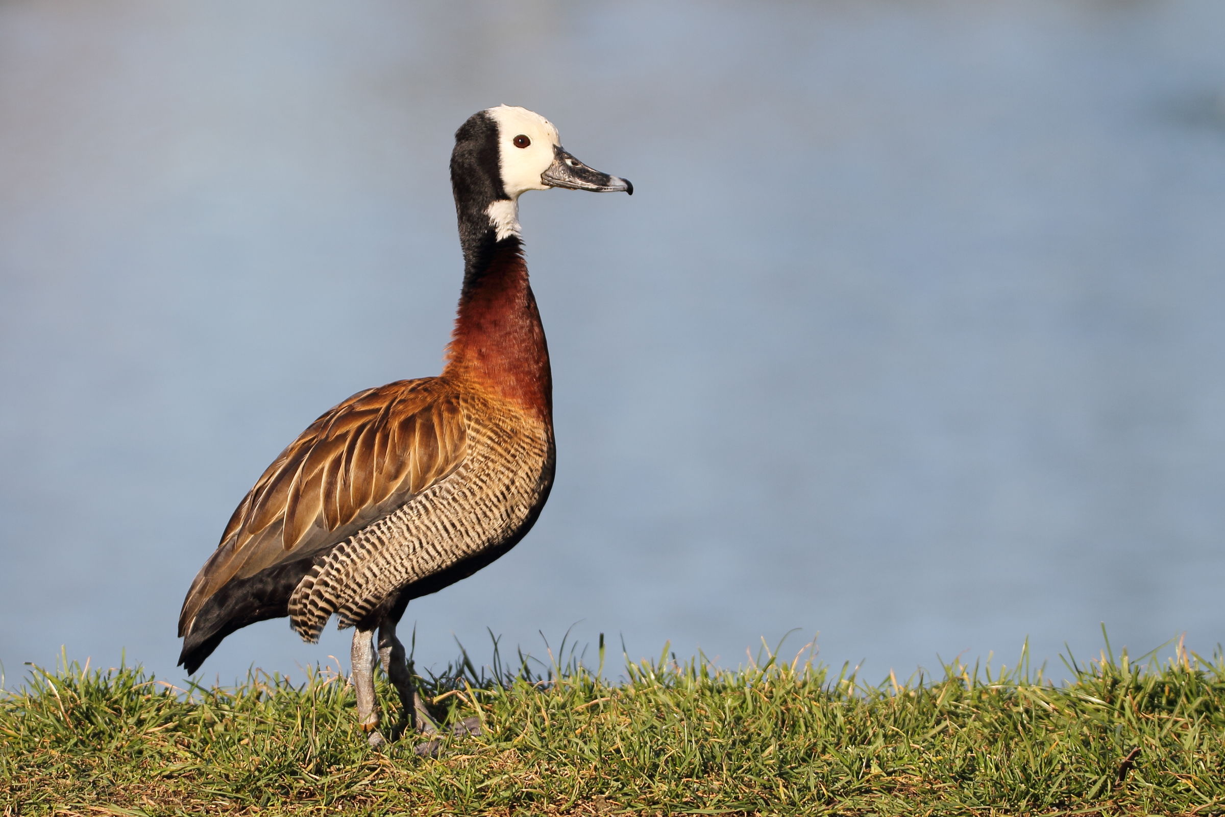 Bellied Whistling Duck barnacle