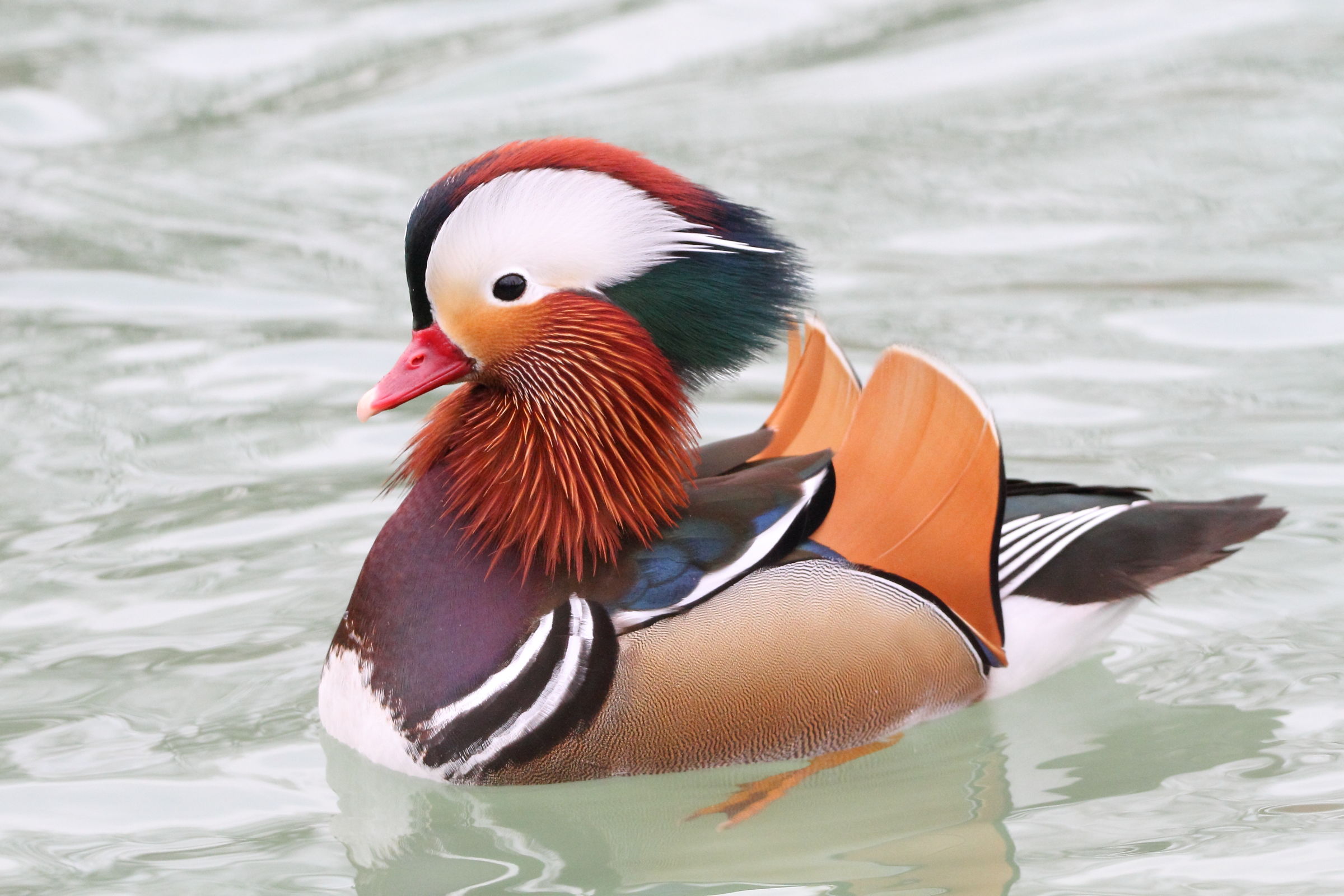 Mandarin Duck ruffled