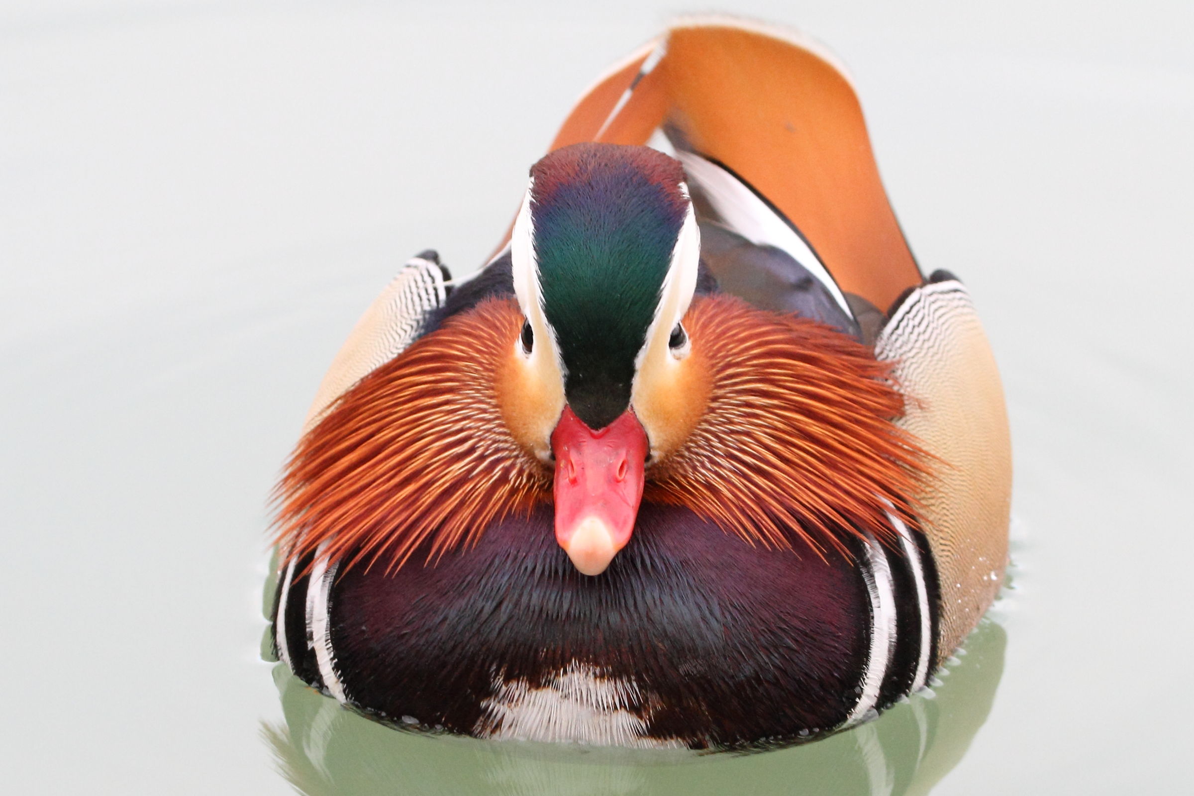 Mandarin Duck "flattened"