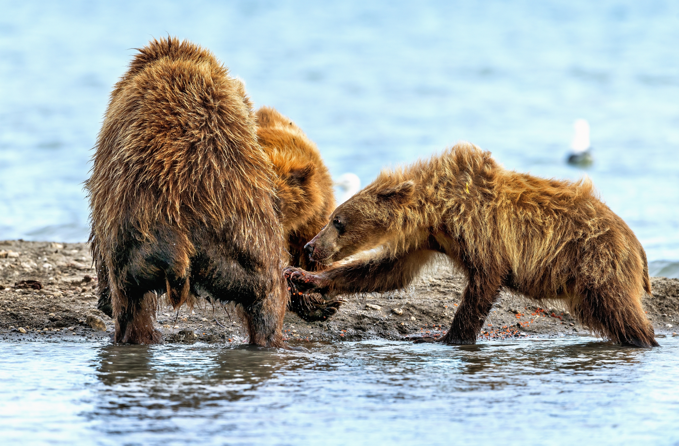 Kamchatka 2016 - Piccole contese