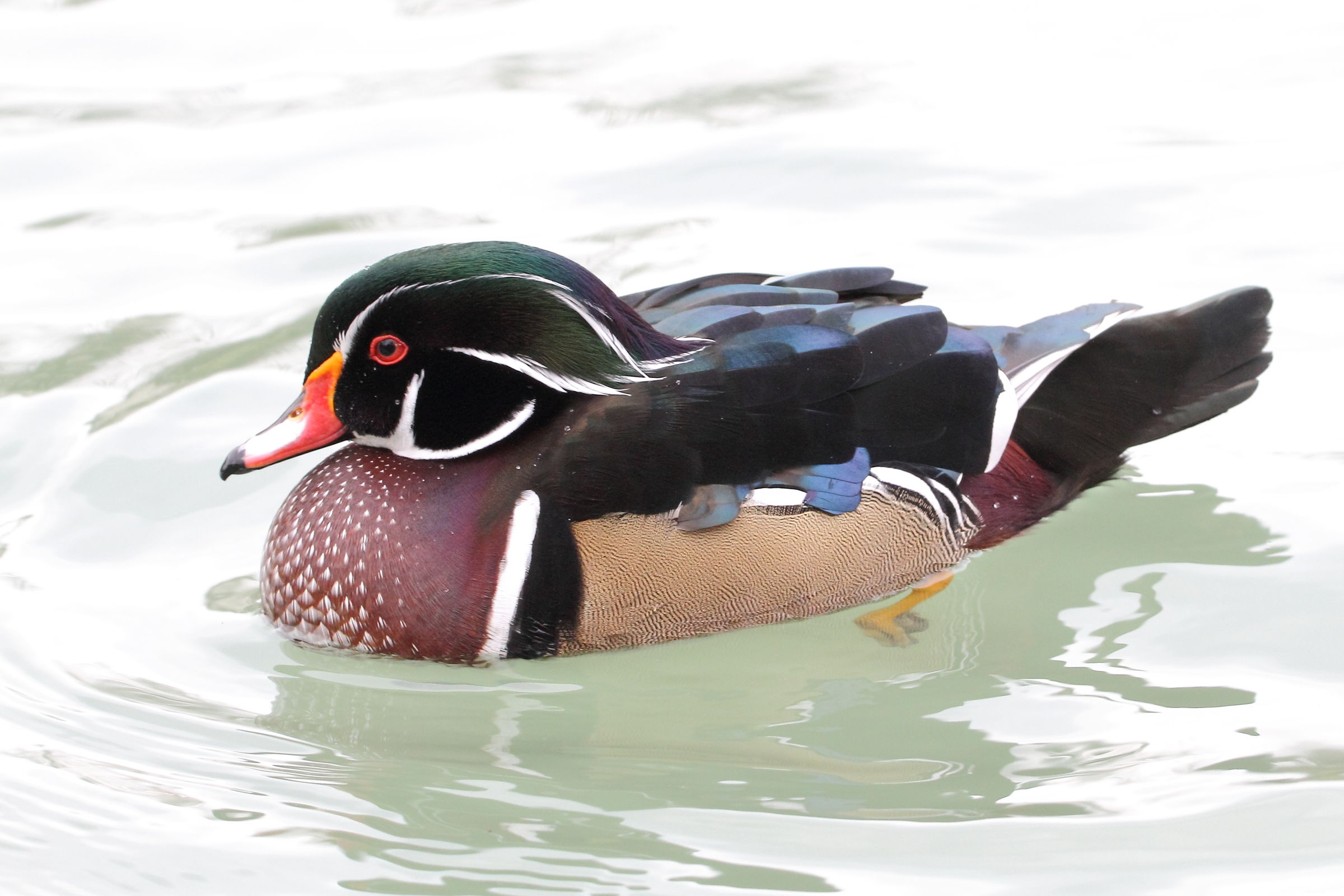 Duck Bride in the Water