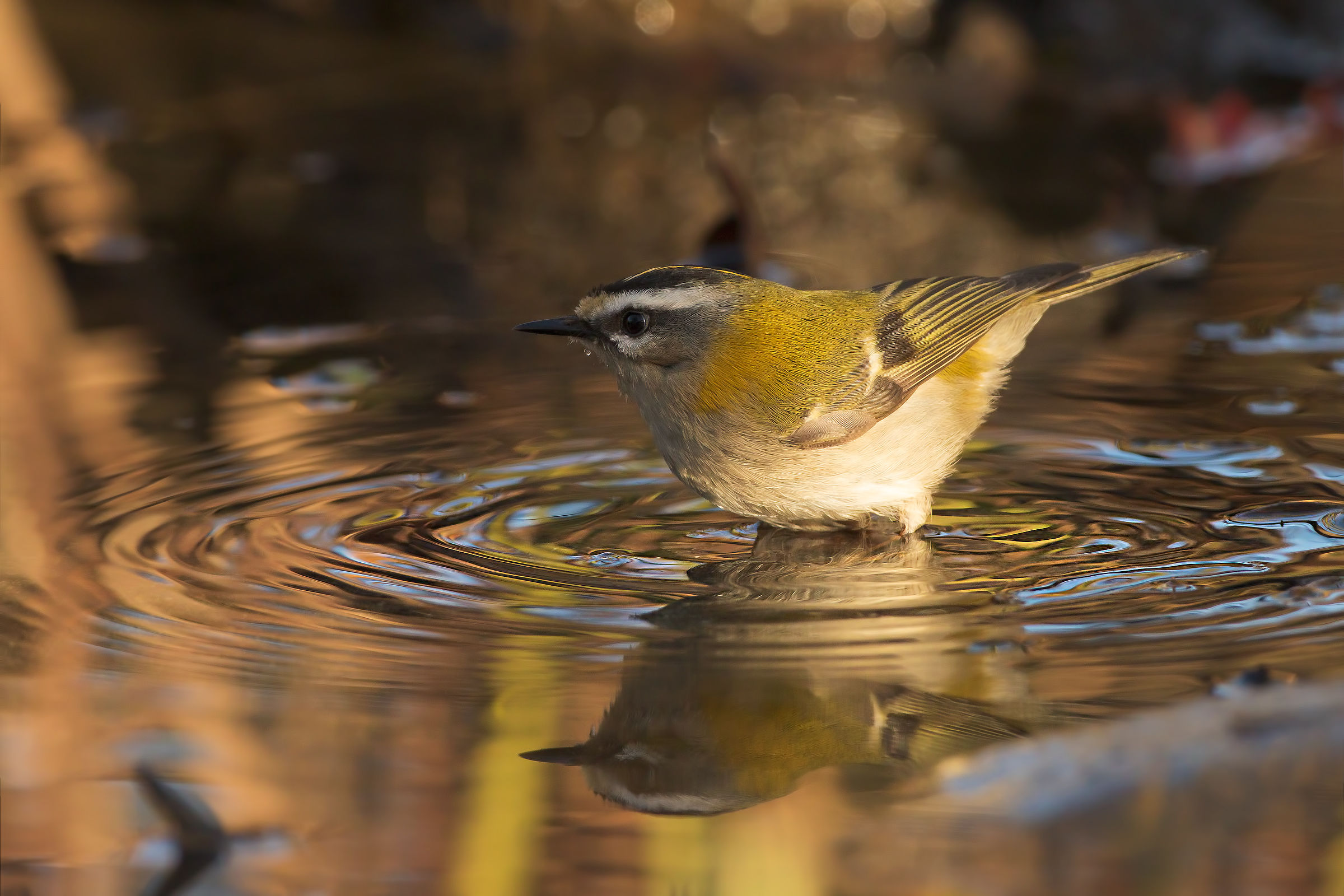 firecrest
