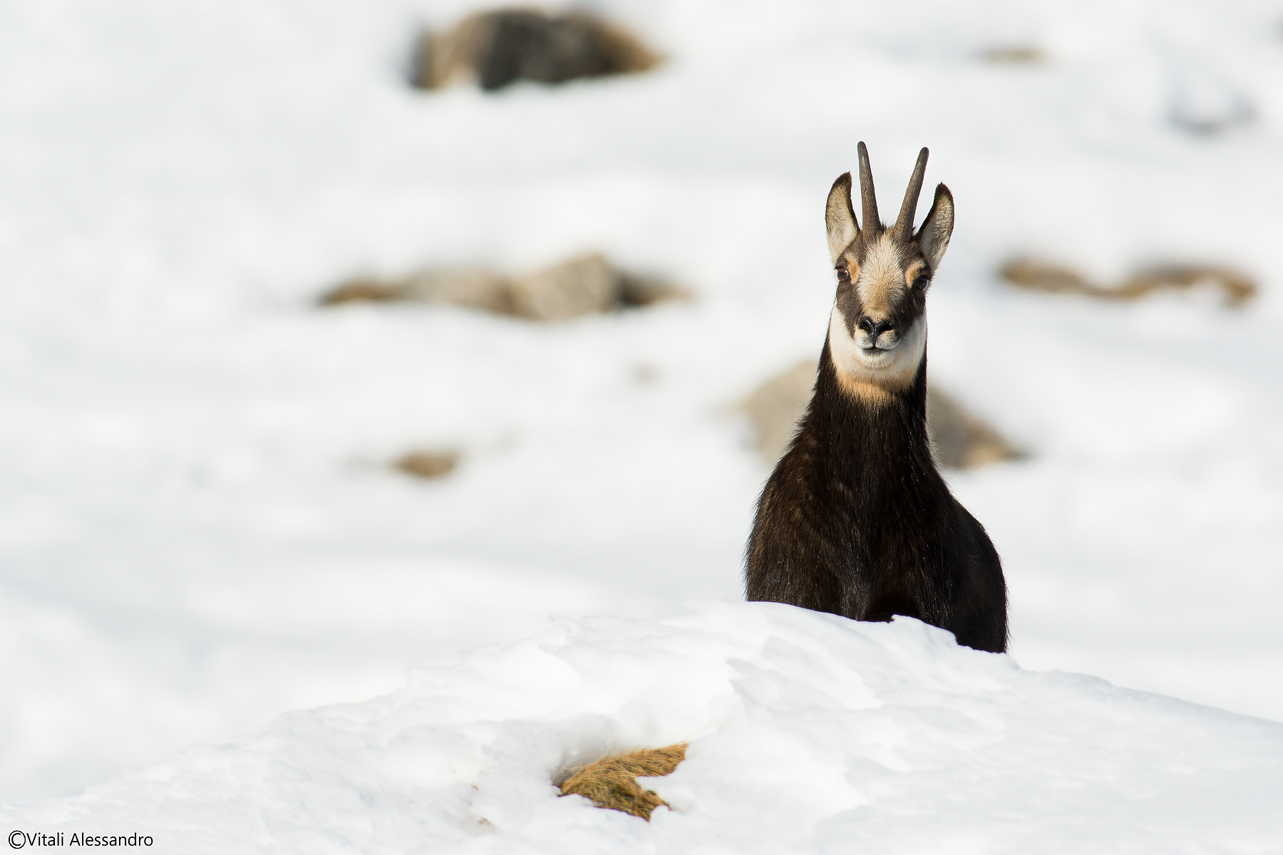 chamois