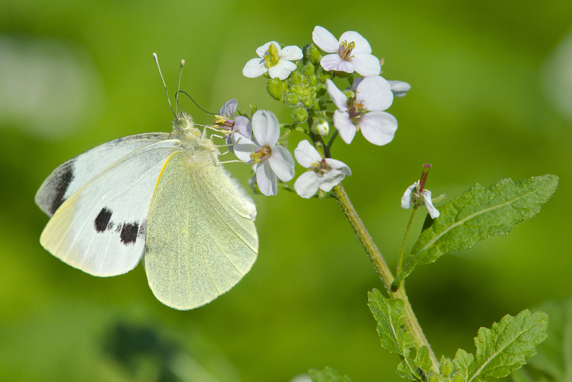 Pieris brassicae