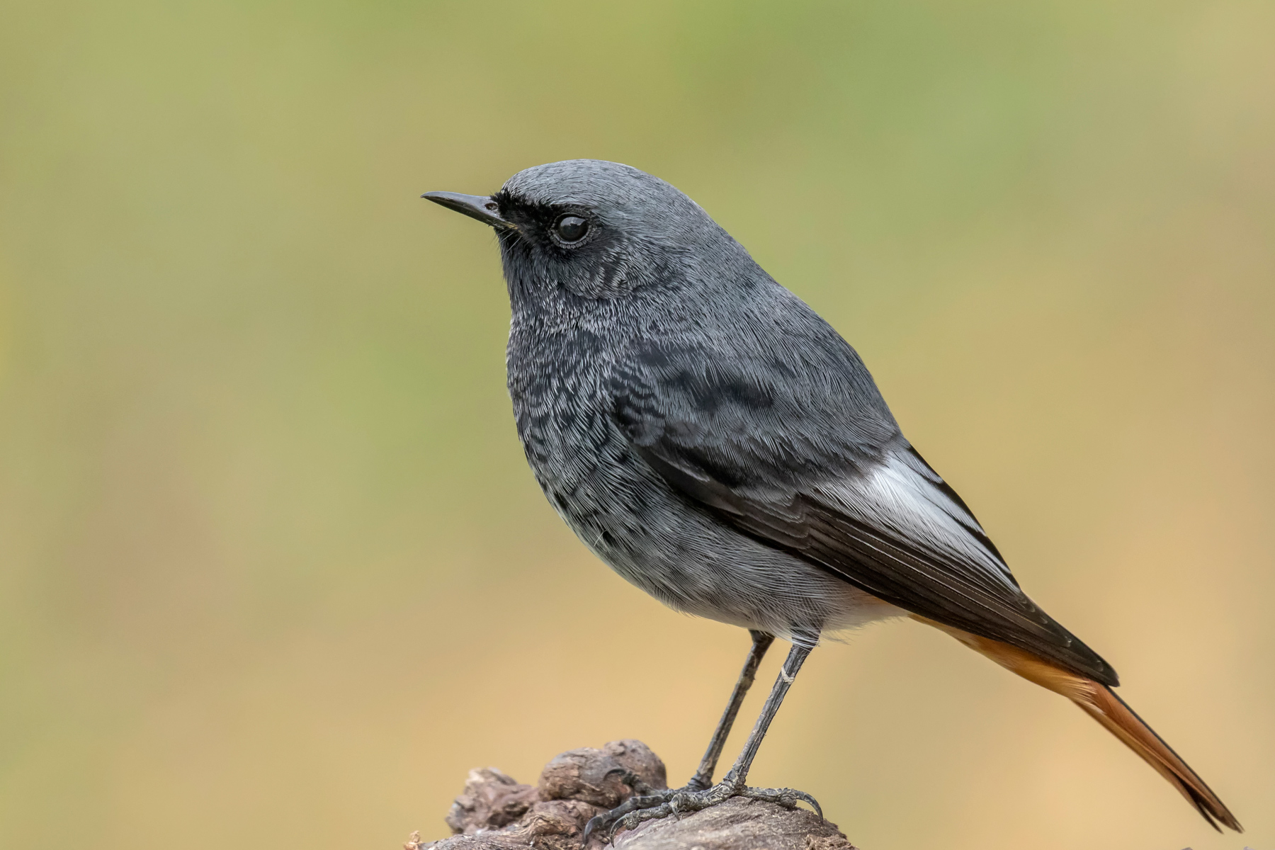 Codirosso spazzacamino