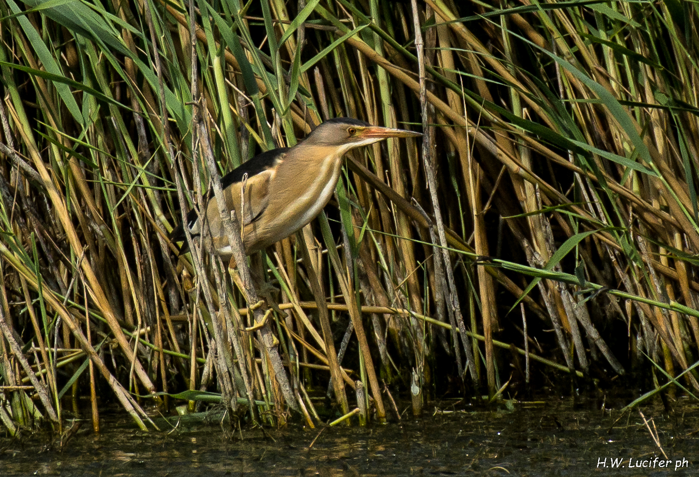 Nello stagno del Parco
