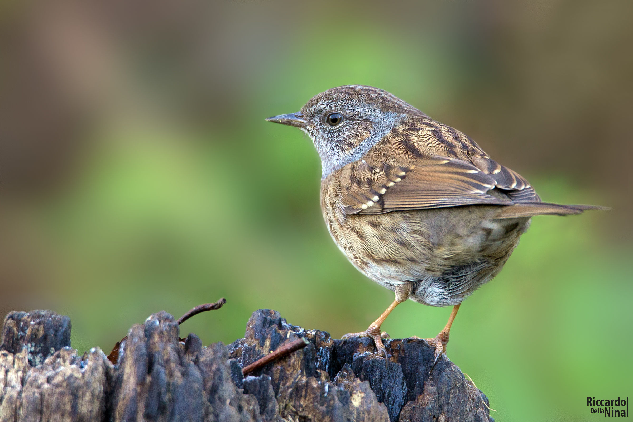 Dunnock