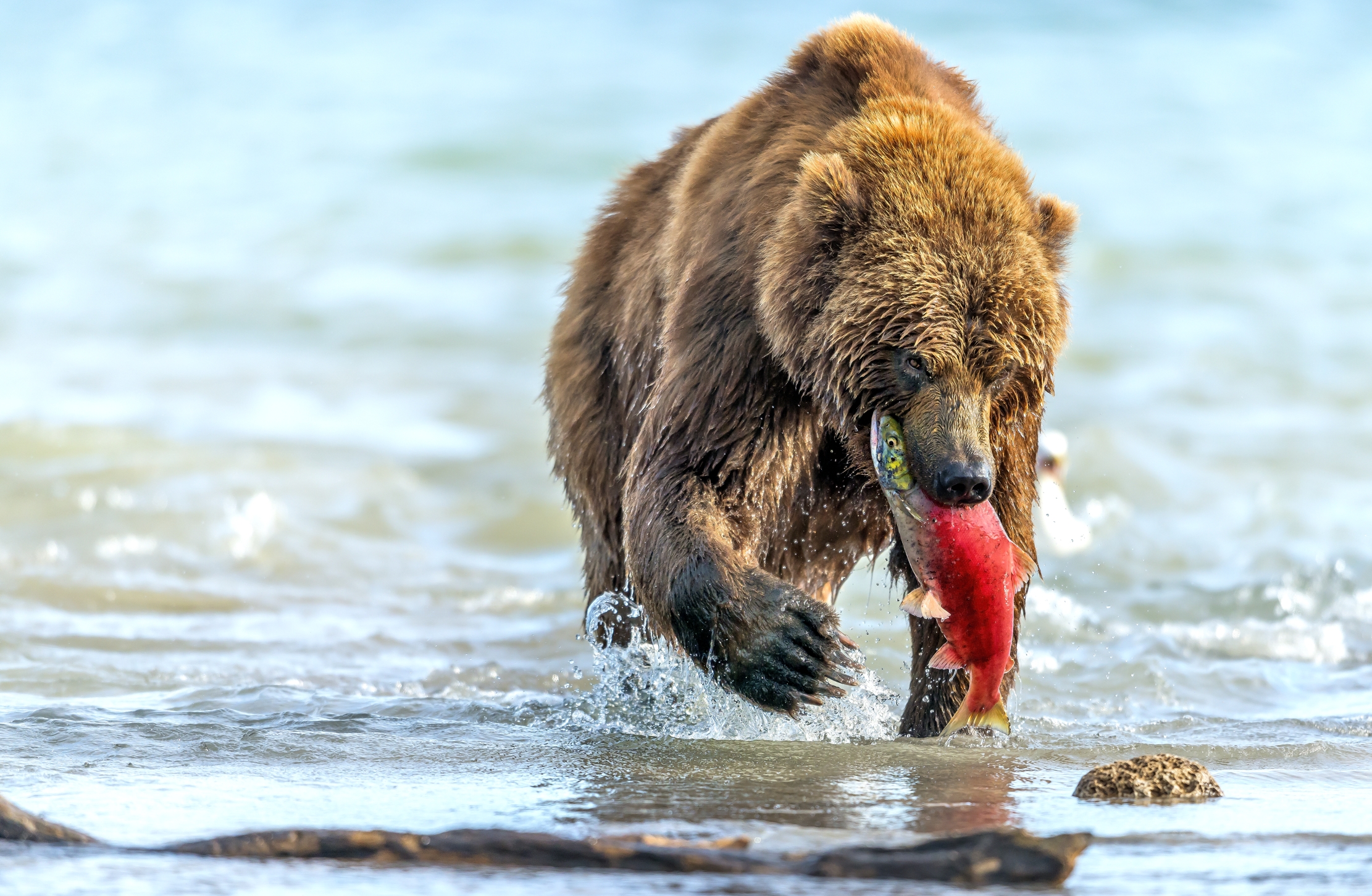 Kamchatka 2016 - Pescato