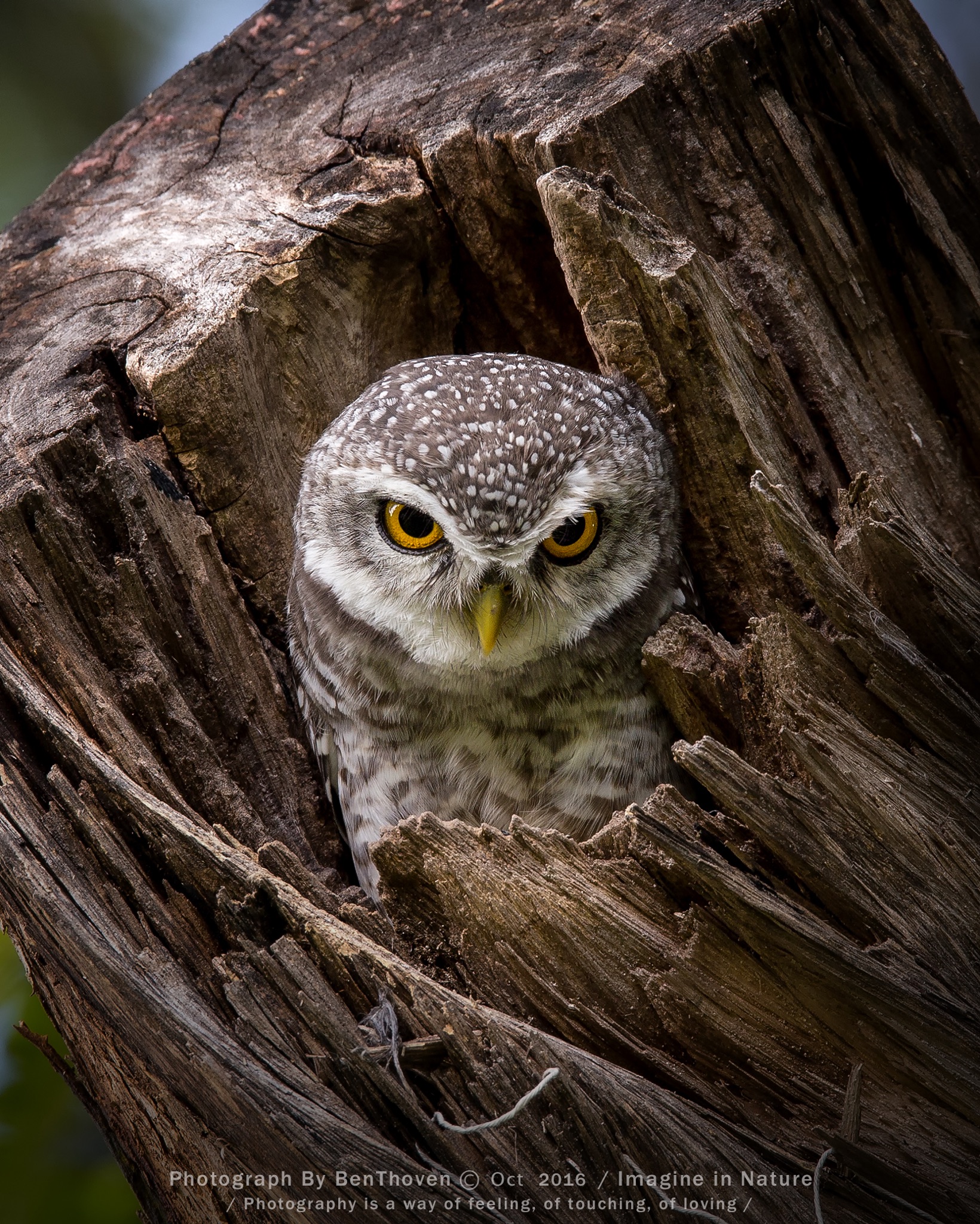 Spotted owlet
