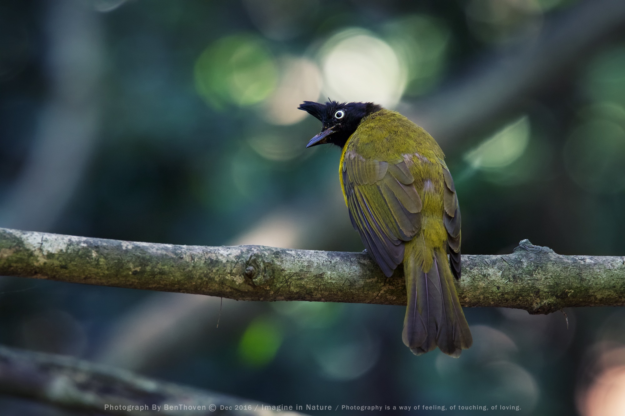 Black-crested Bulbul