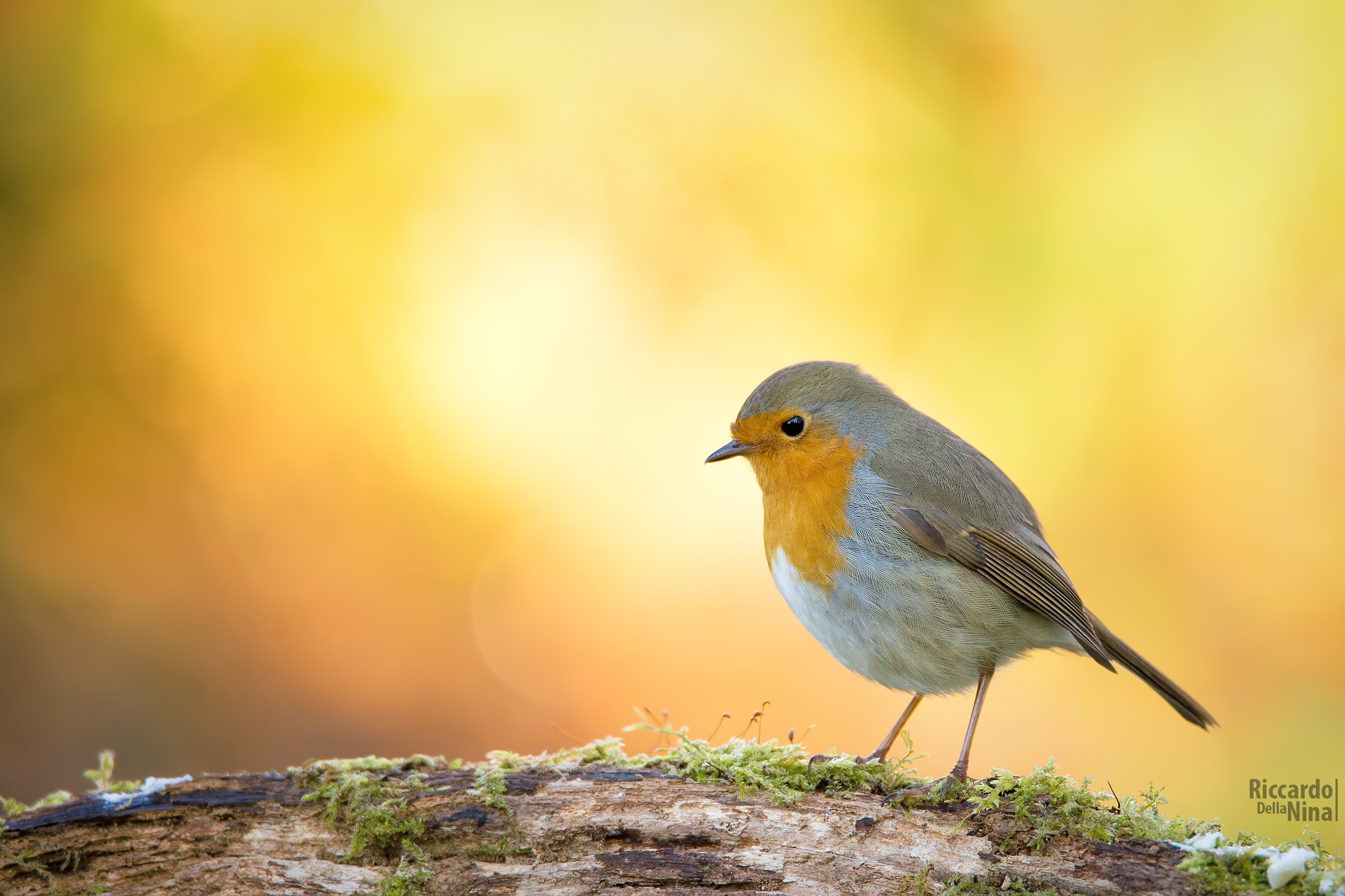 Robin, in luce..rossa